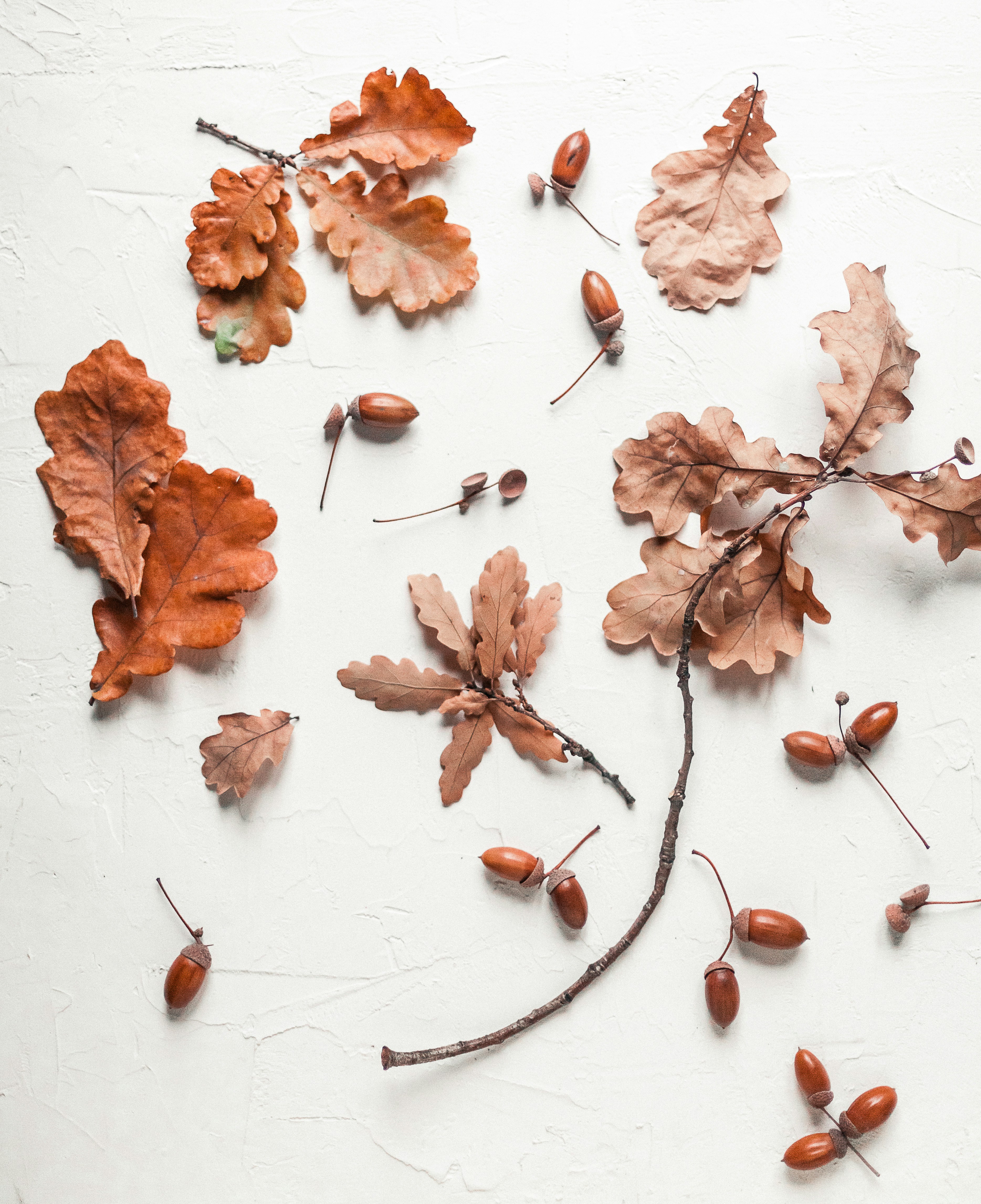 Dried Oak Leaves and Acorns