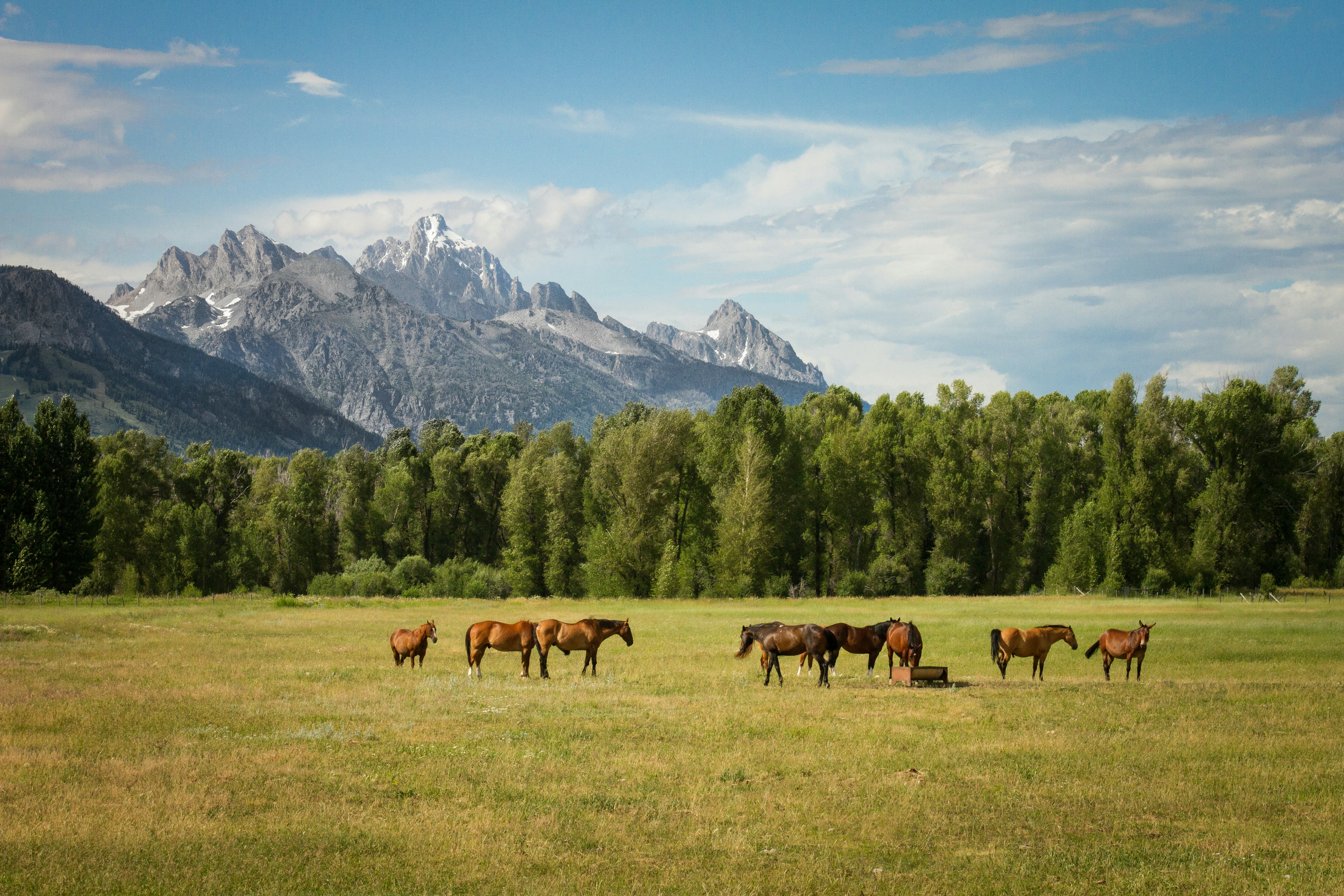 Horses Grazing Beneath Snowy Mountains