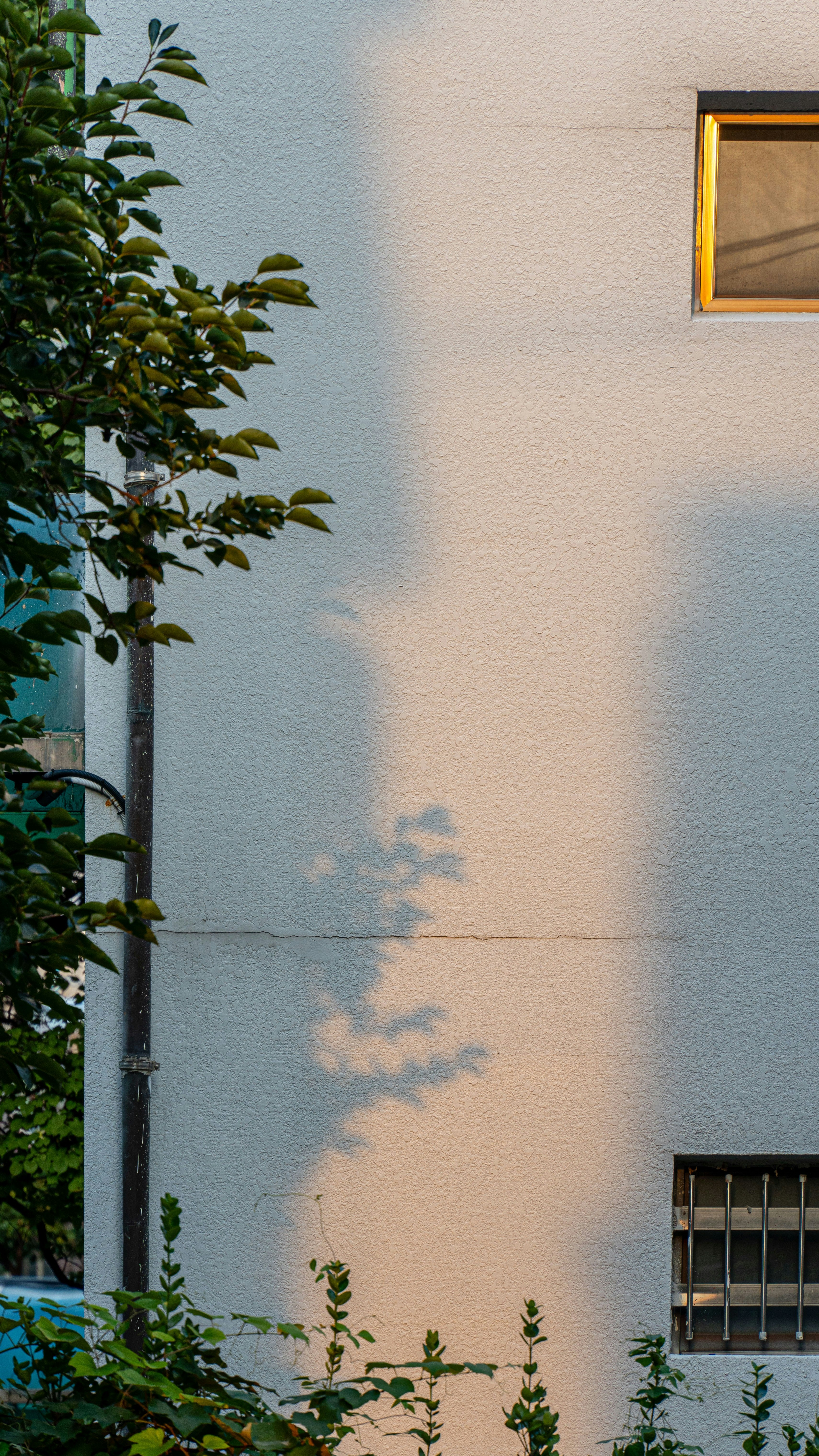 Sunlit Building Wall With Tree Shadows