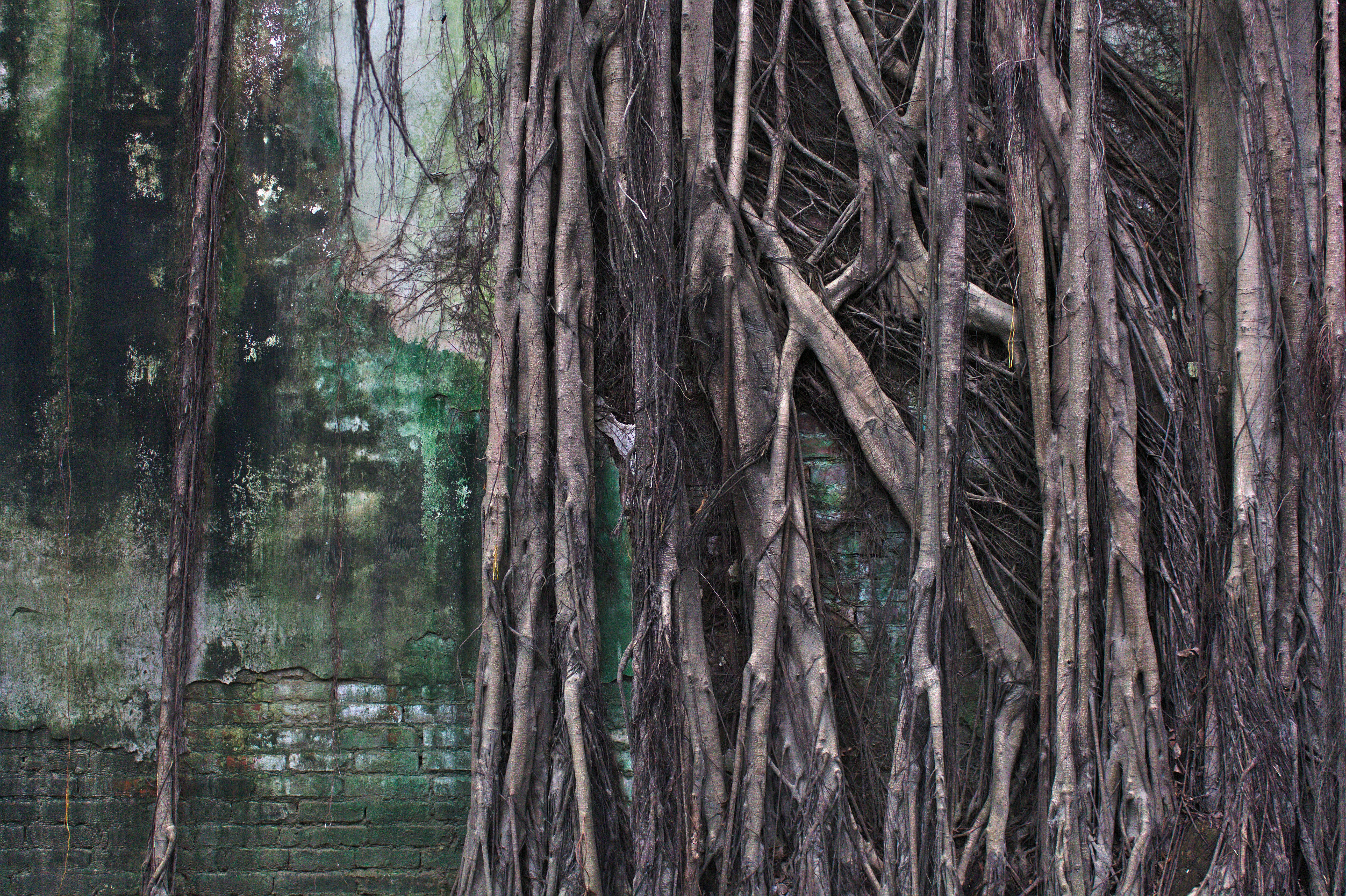 Banyan Roots Climbing Old Brick Wall