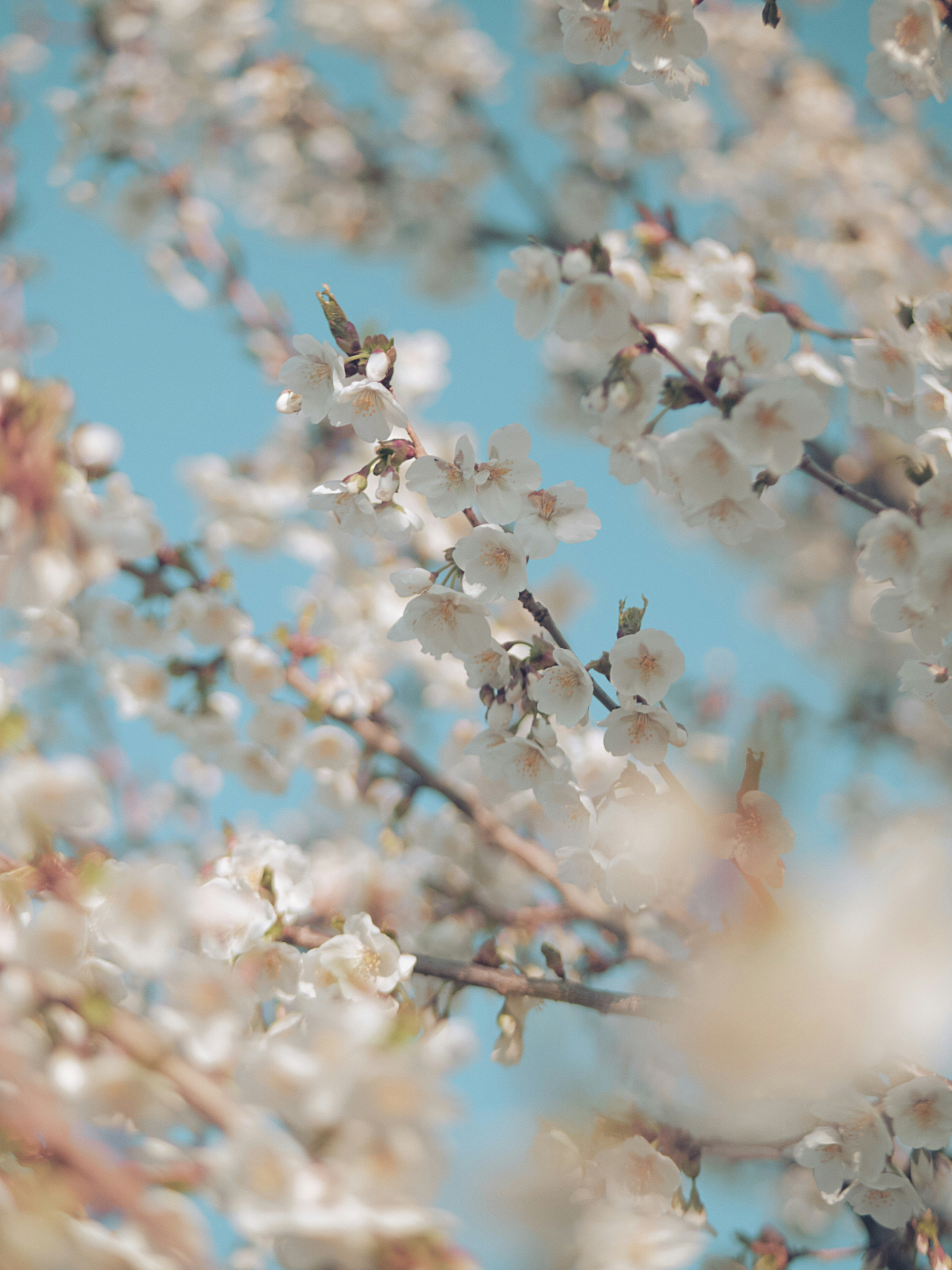 White Cherry Blossoms Under Blue Sky