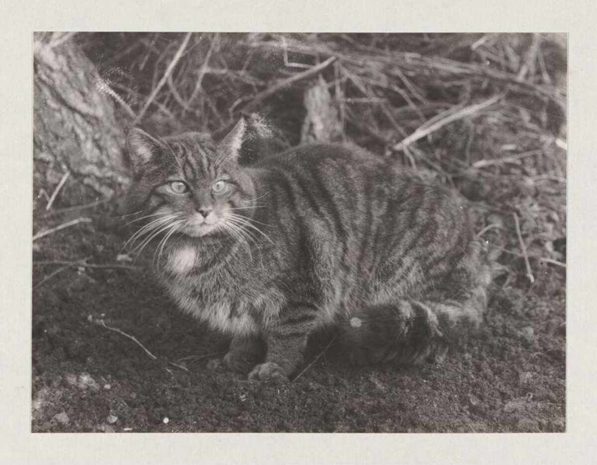 Old Photograph of a Crouching Wild Cat