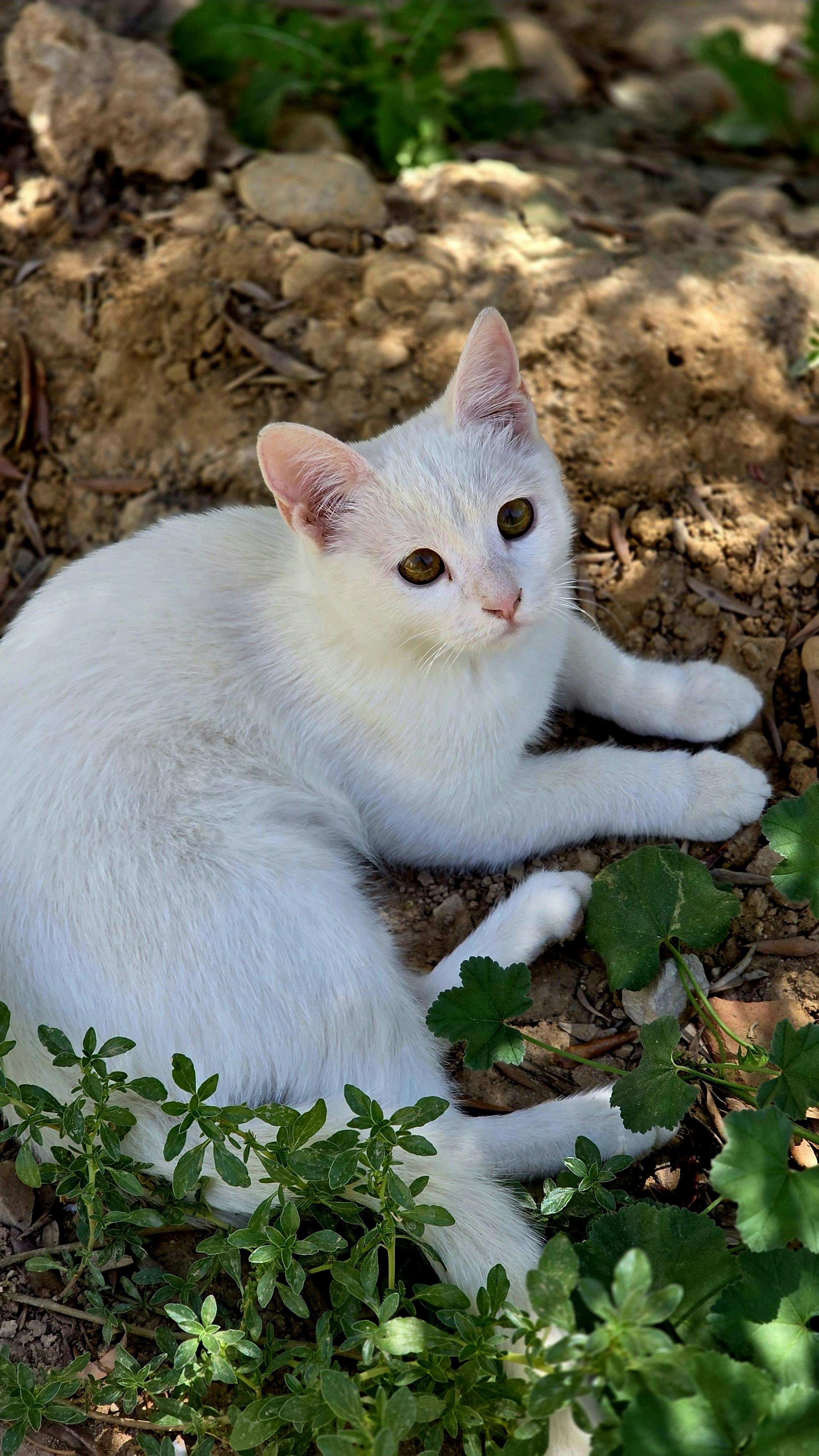 White Cat Resting Outdoors
