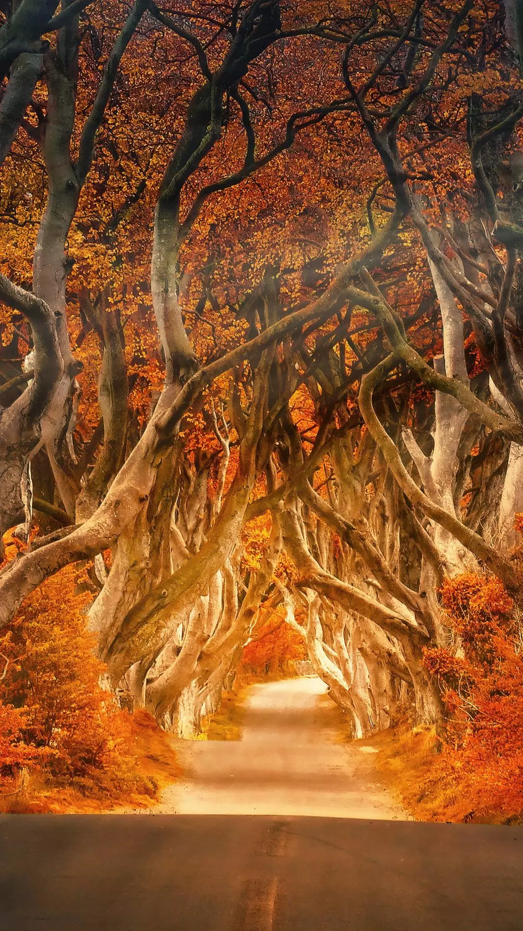 Wallpapers