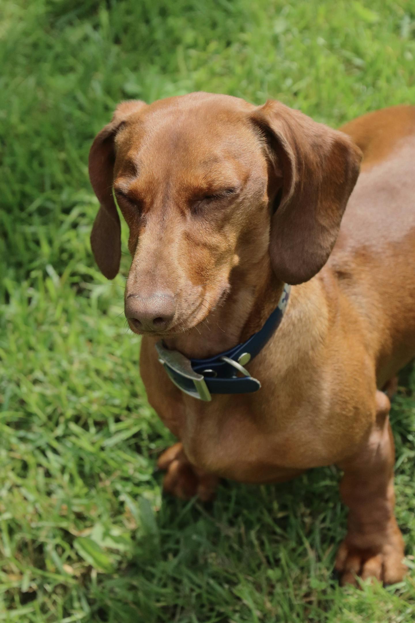 Image 93237 — Pets