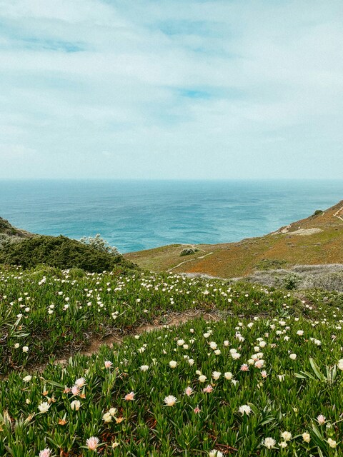Coastal Wildflowers Overlooking the Ocean