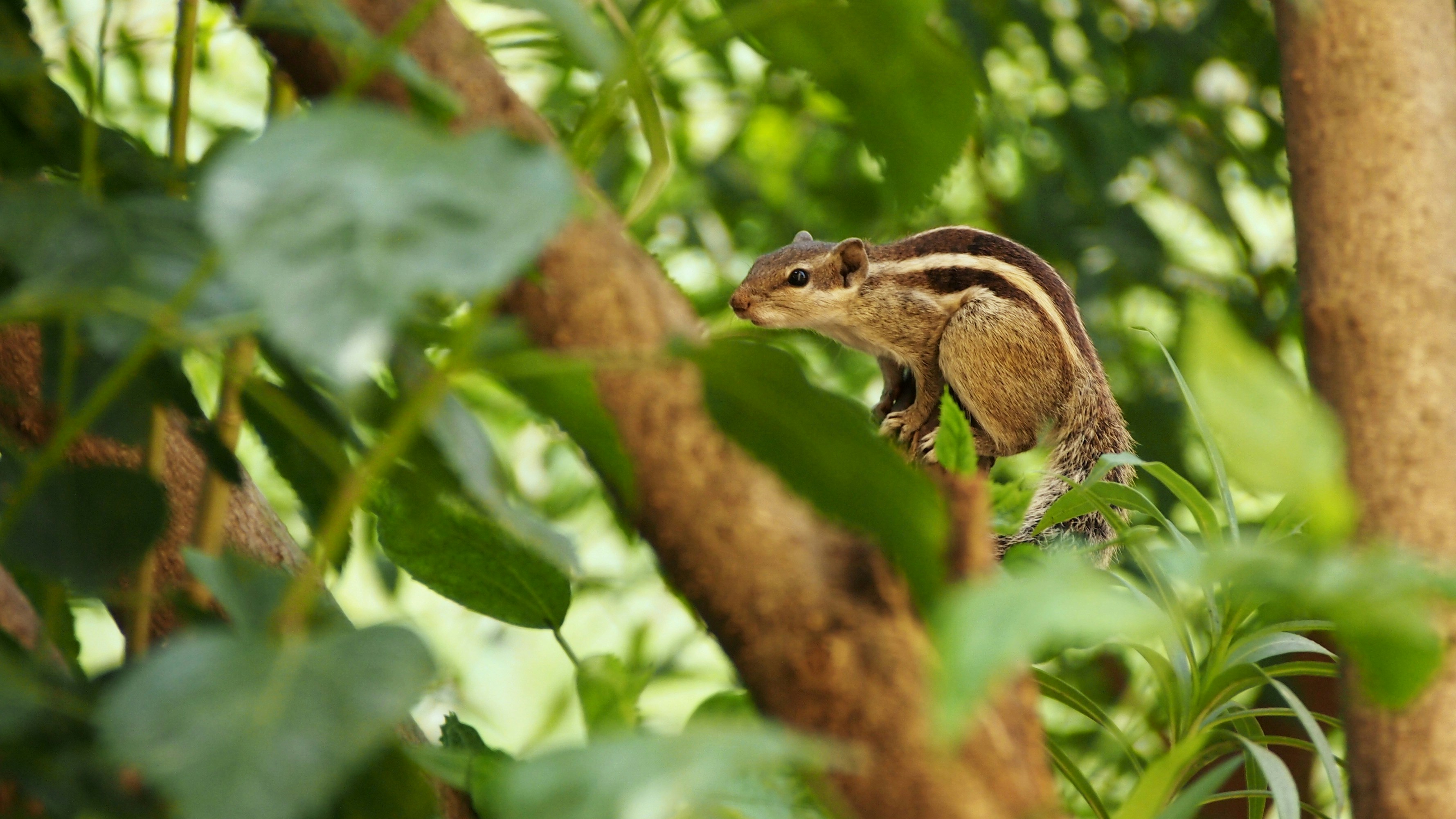 Striped Squirrel Perched on Tree