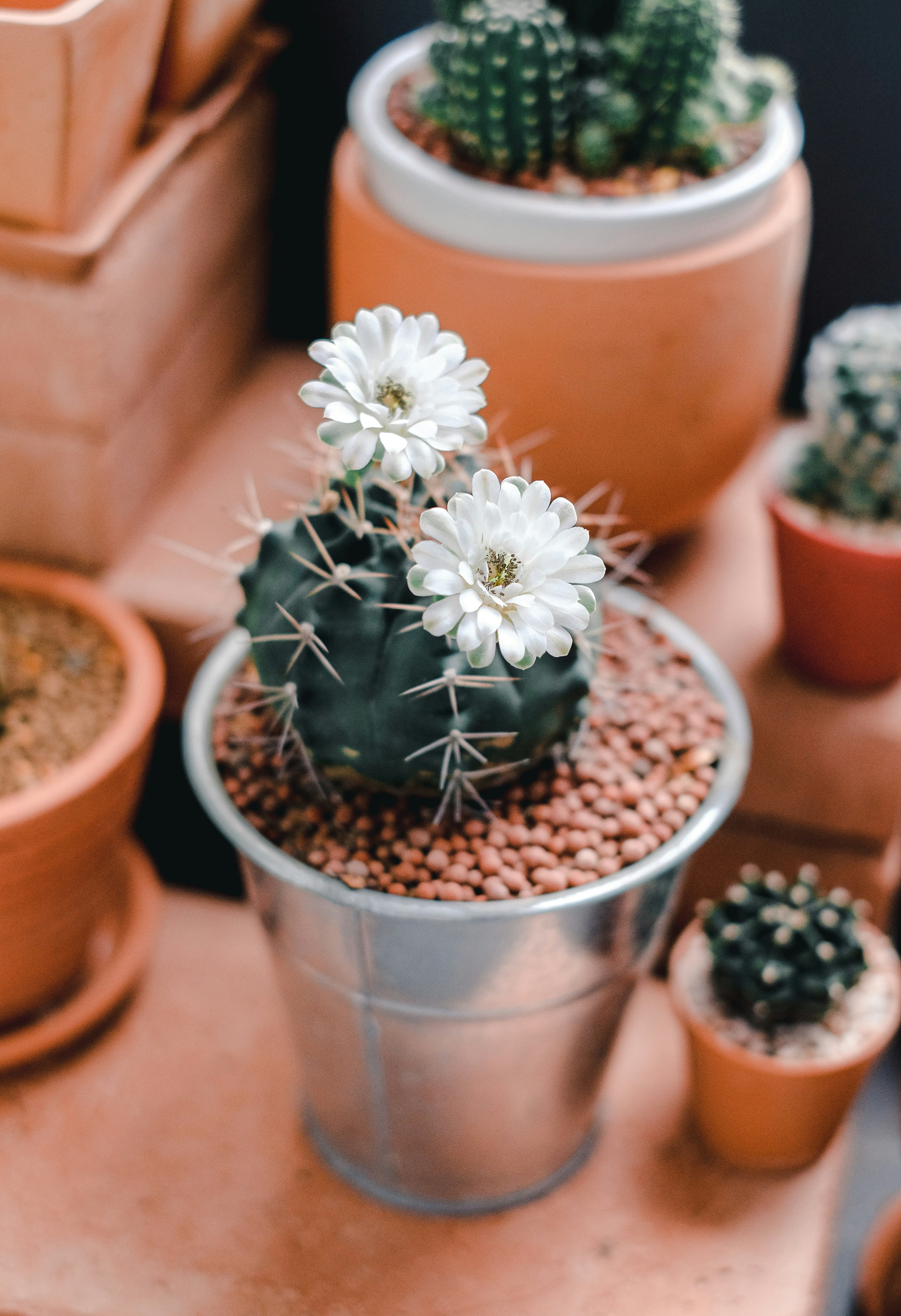 Blooming Potted Cactus