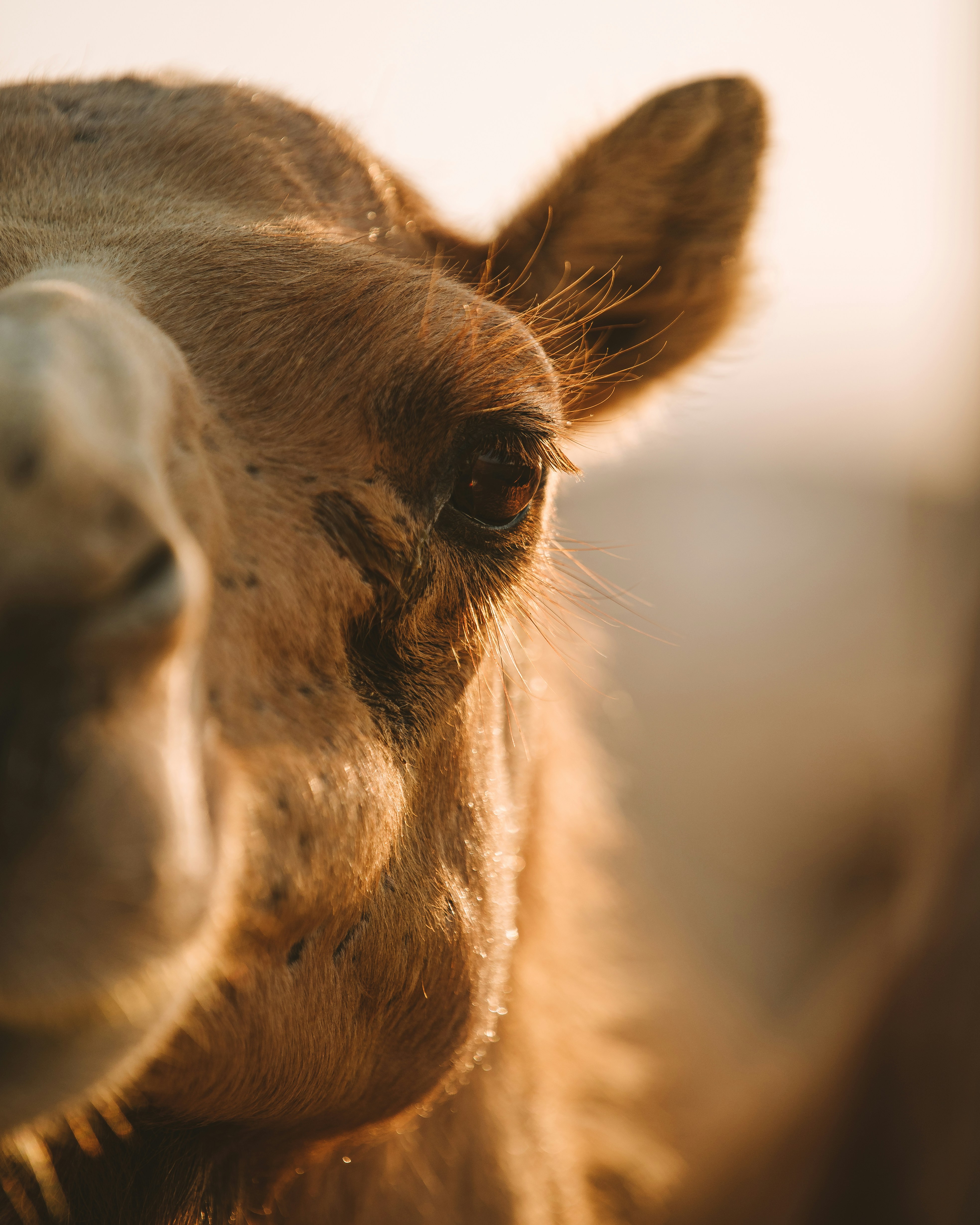 Close-Up of Camel Face
