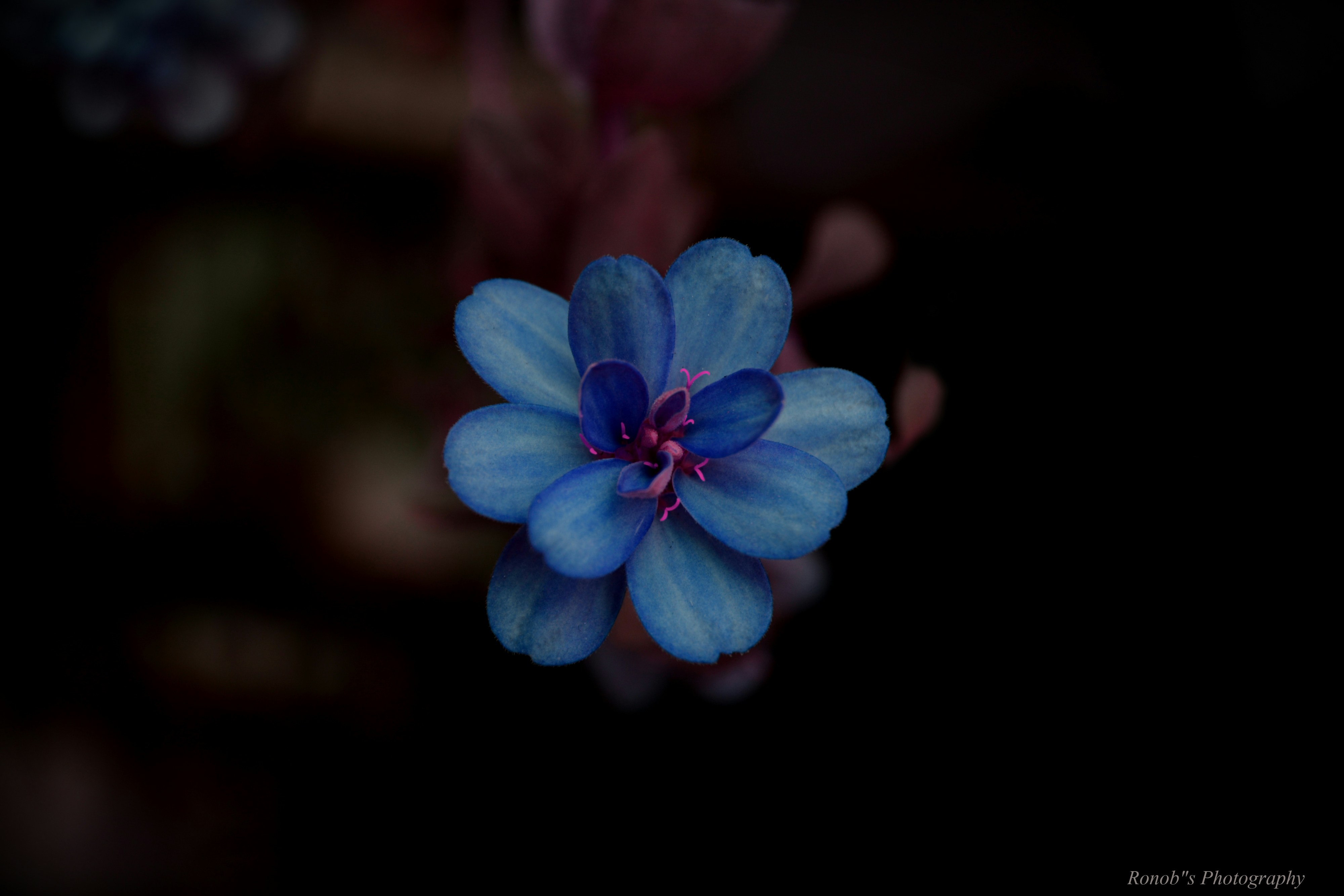 Blue Flower Close-up