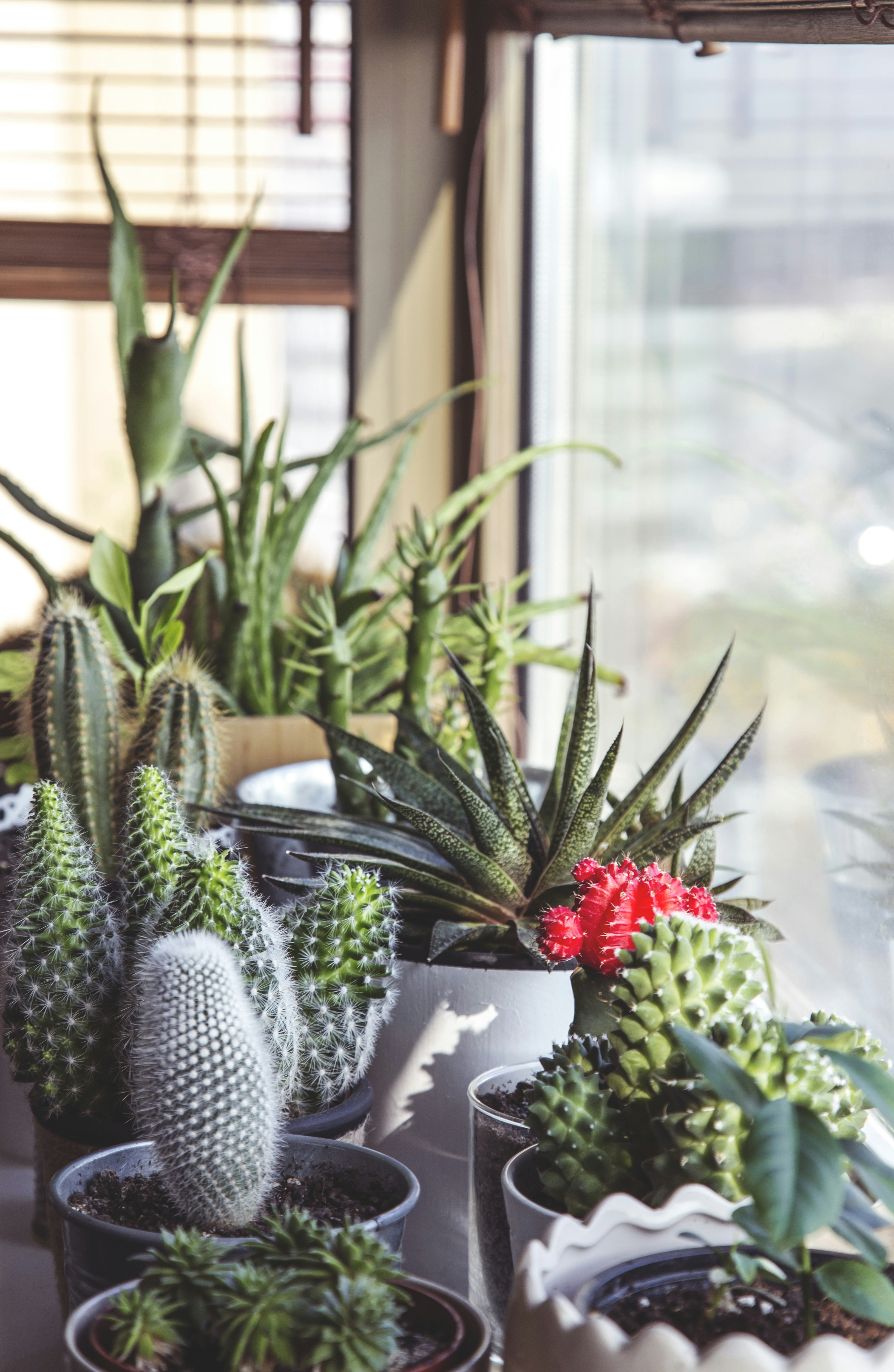 Cacti and Succulents on Window Sill