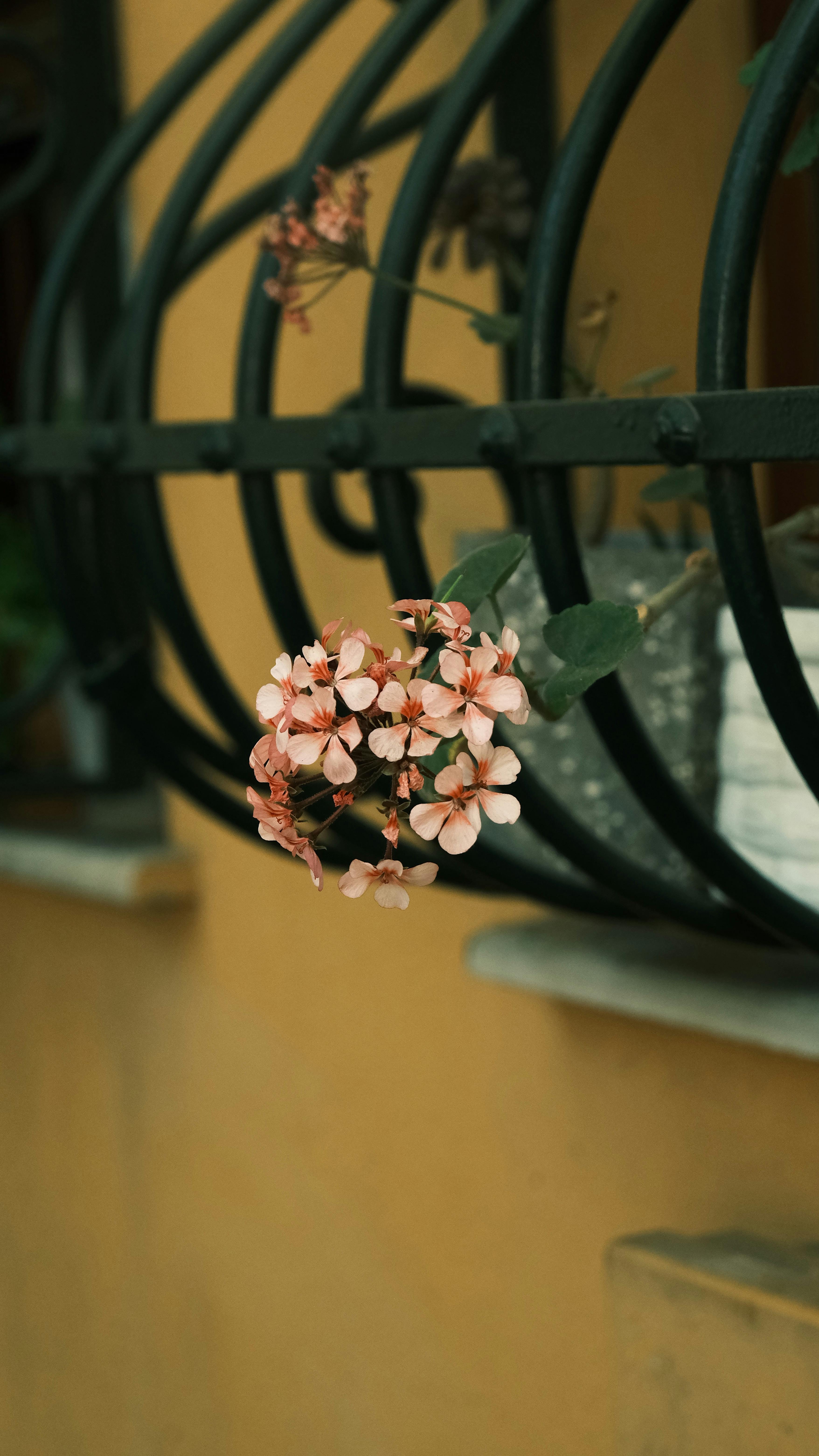 Pink Geranium on Balcony Railing