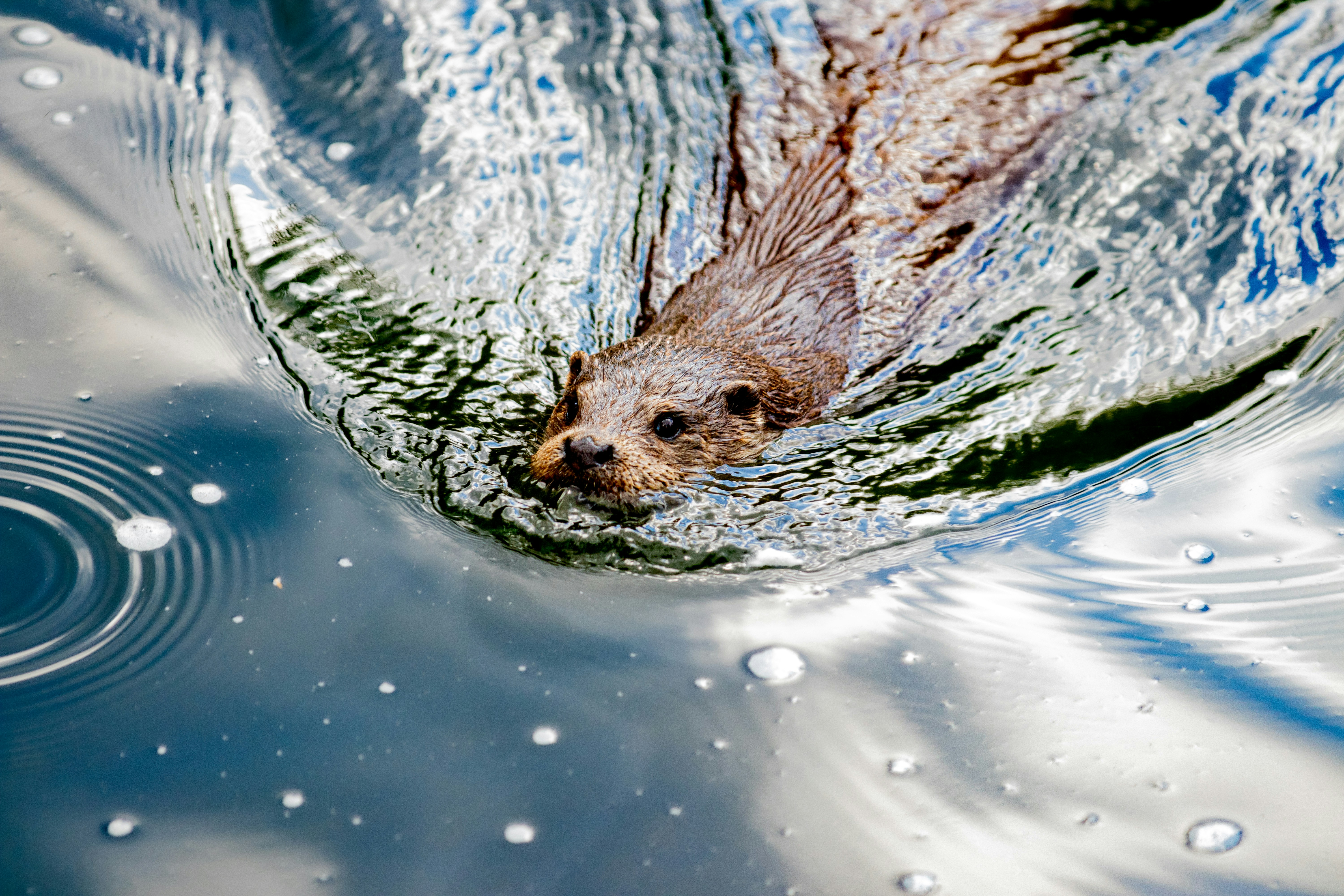 Otter Swimming in Water — Animal Encyclopedia