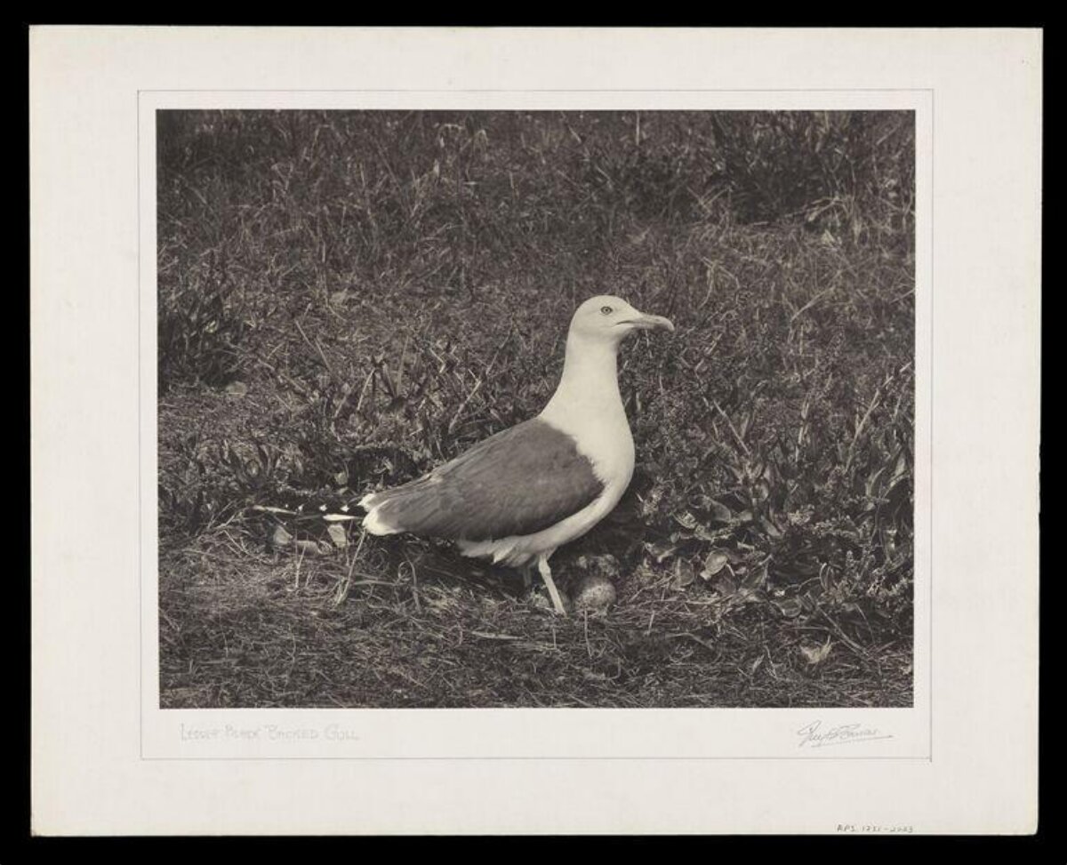 Lesser Black-backed Gull at Nest