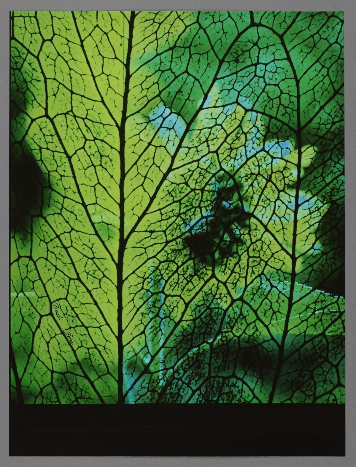 Backlit Leaf Vein Close Up