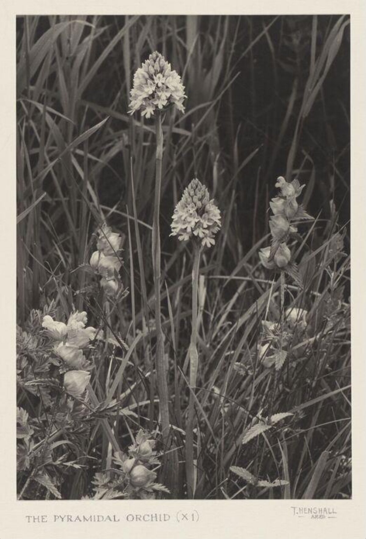 Vintage Pyramidal Orchid Photograph