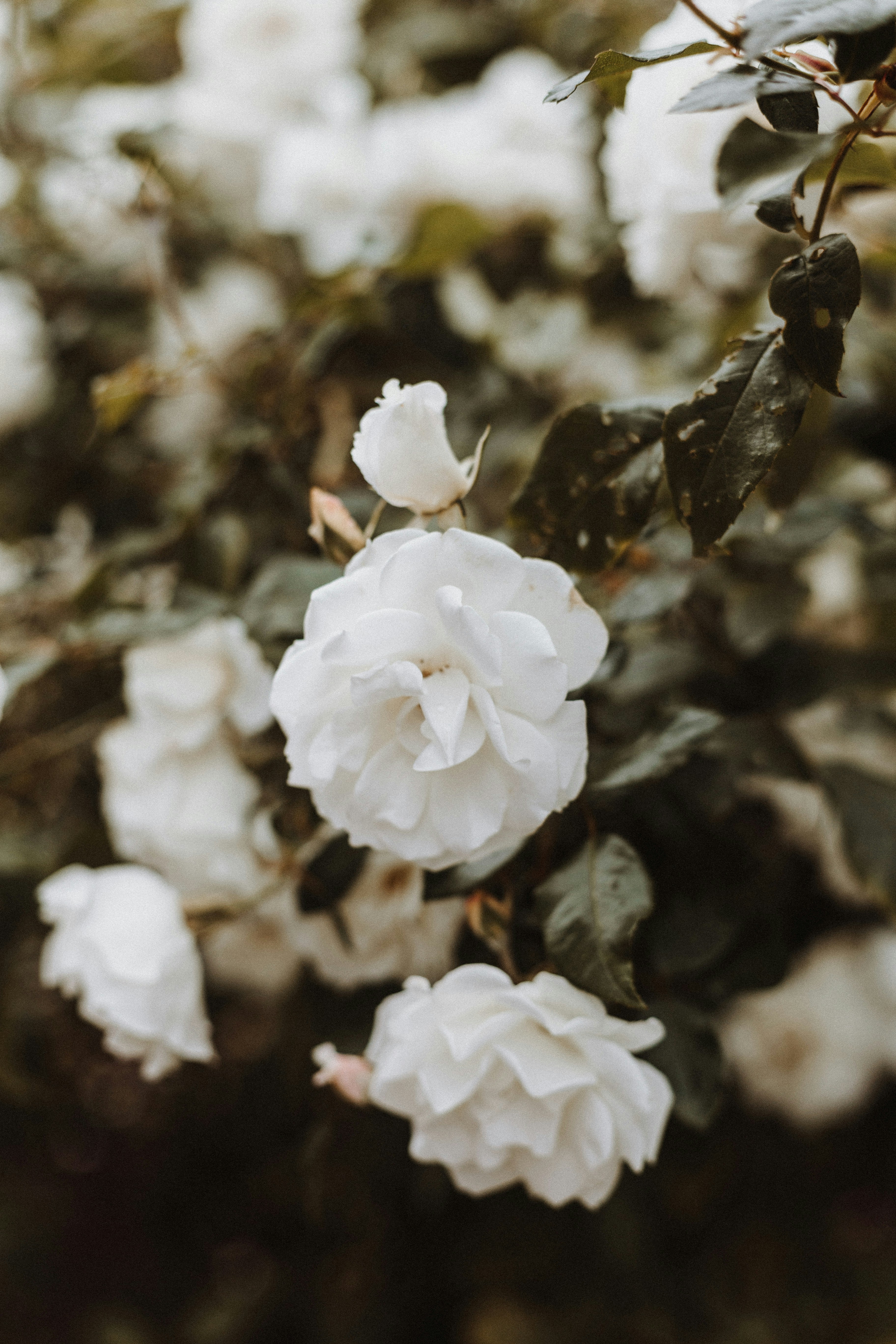 Blooming White Roses