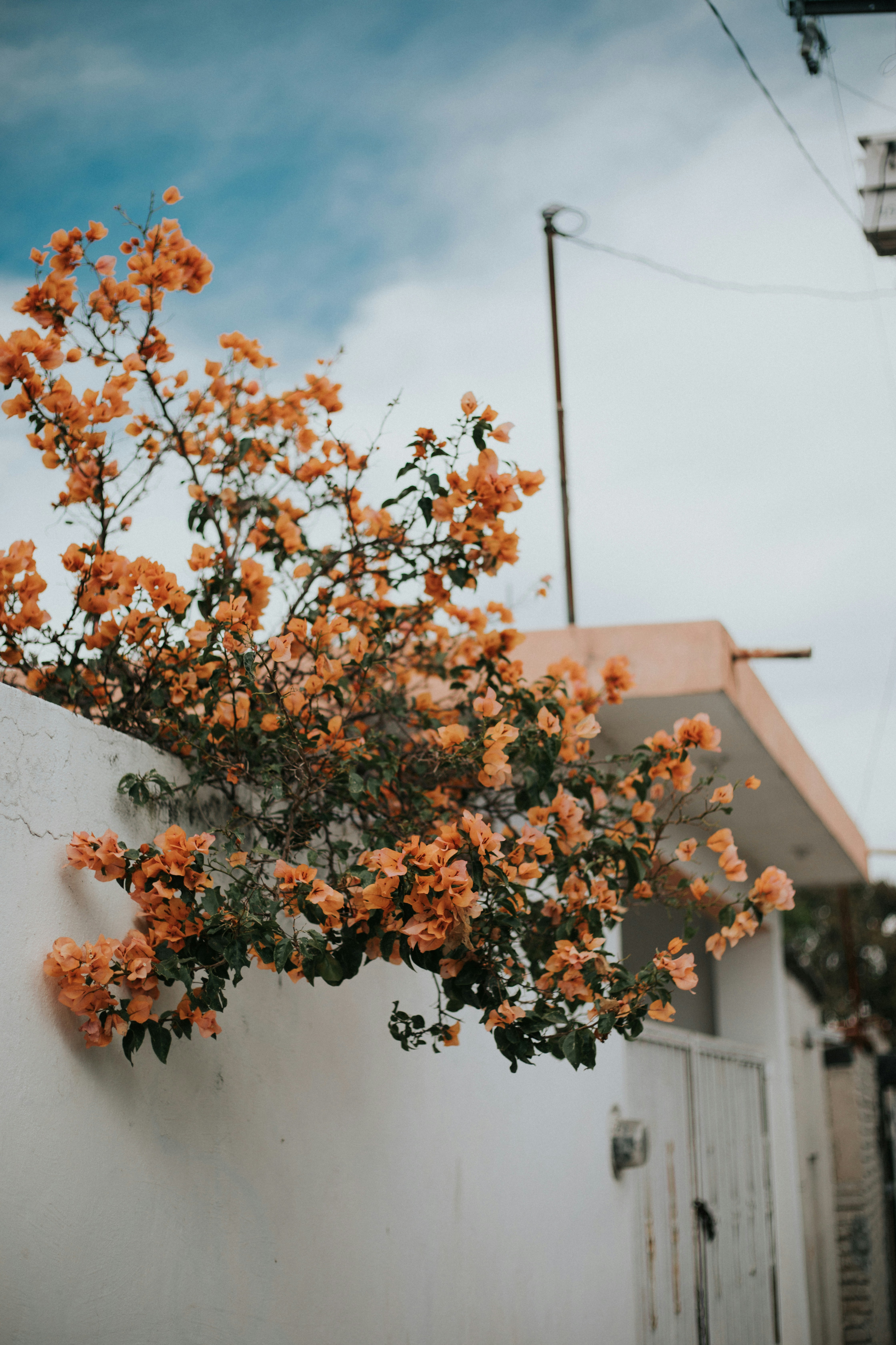 Orange Bougainvillea Over White Wall