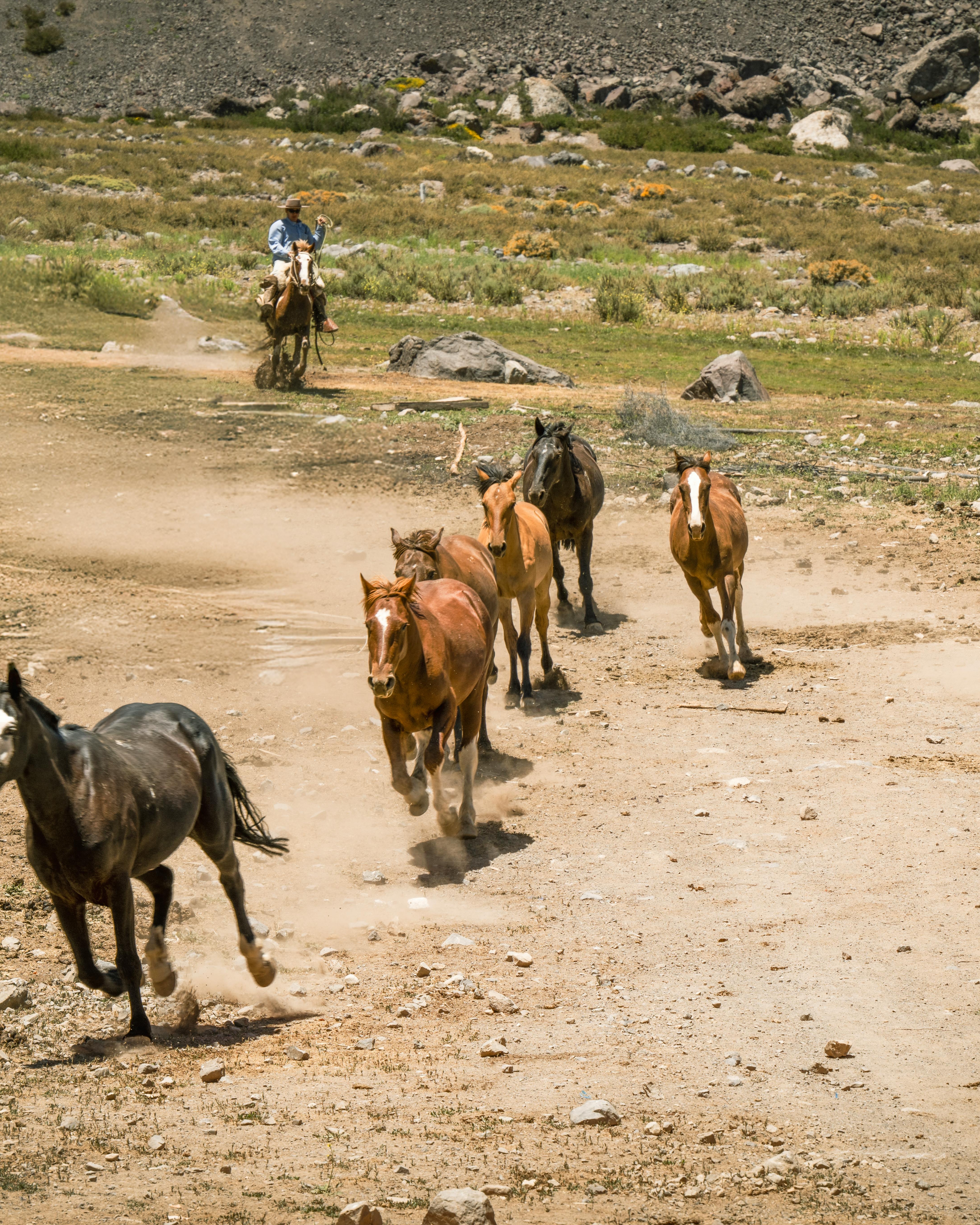 Cowboy Herding Running Horses