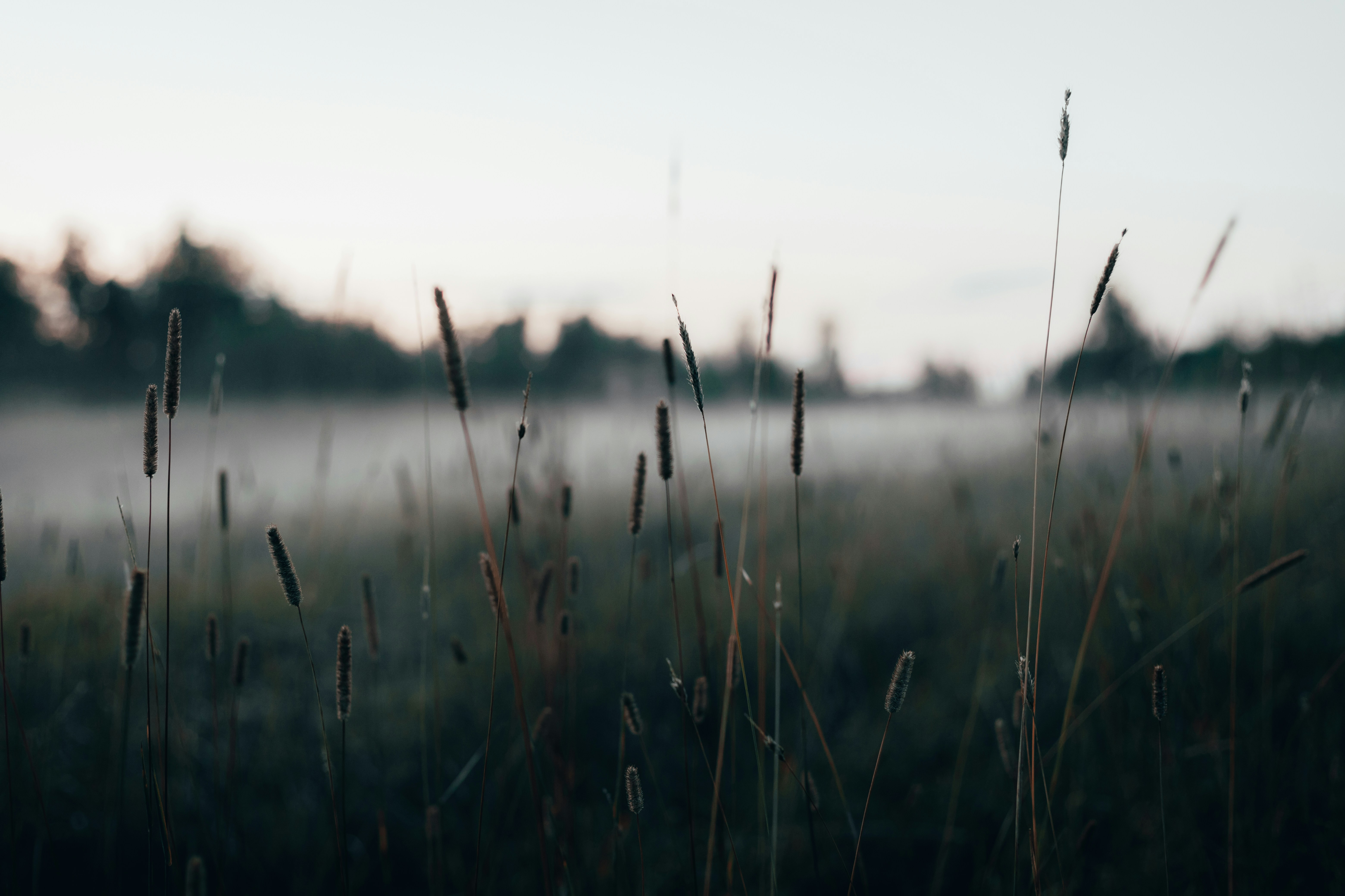Misty Meadow with Wild Grasses