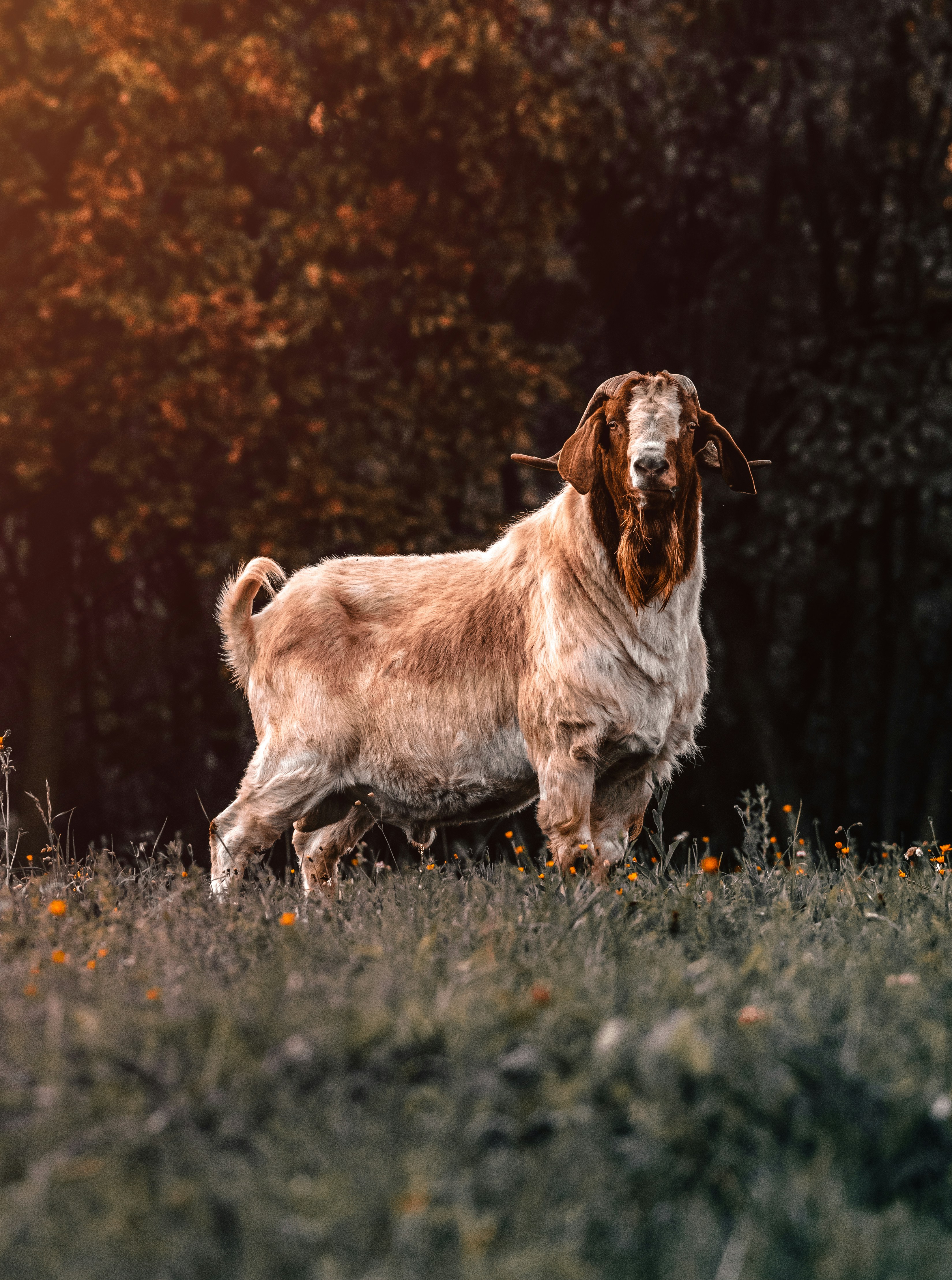 Goat on Grassy Meadow at Sunset