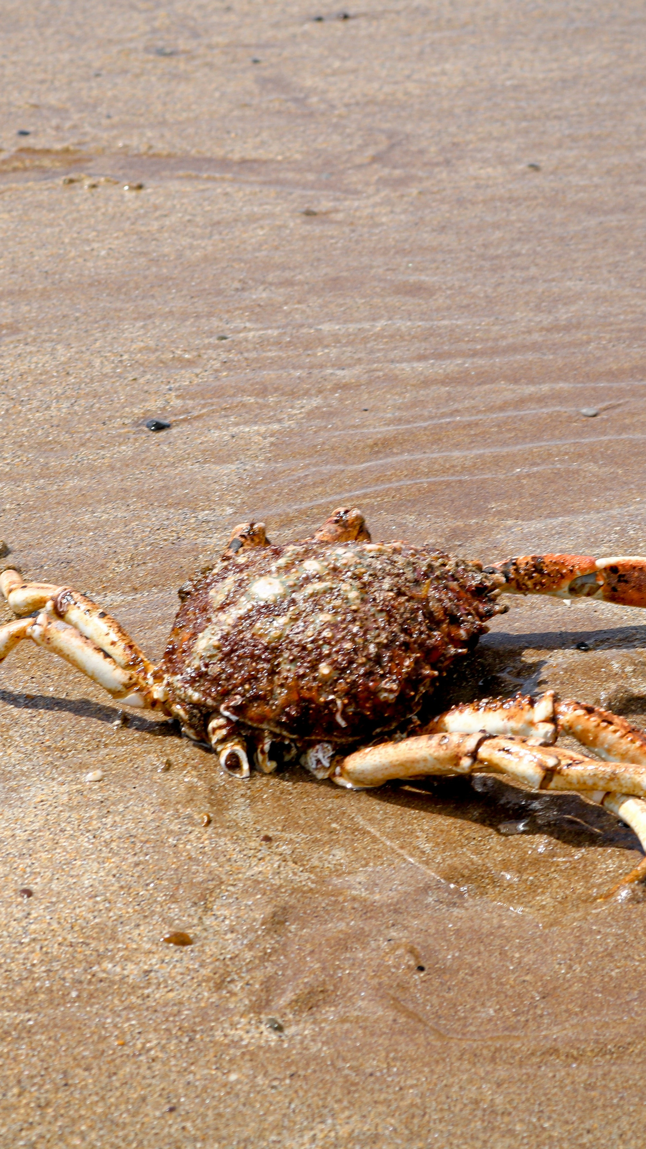Spider Crab on Wet Sandy Beach