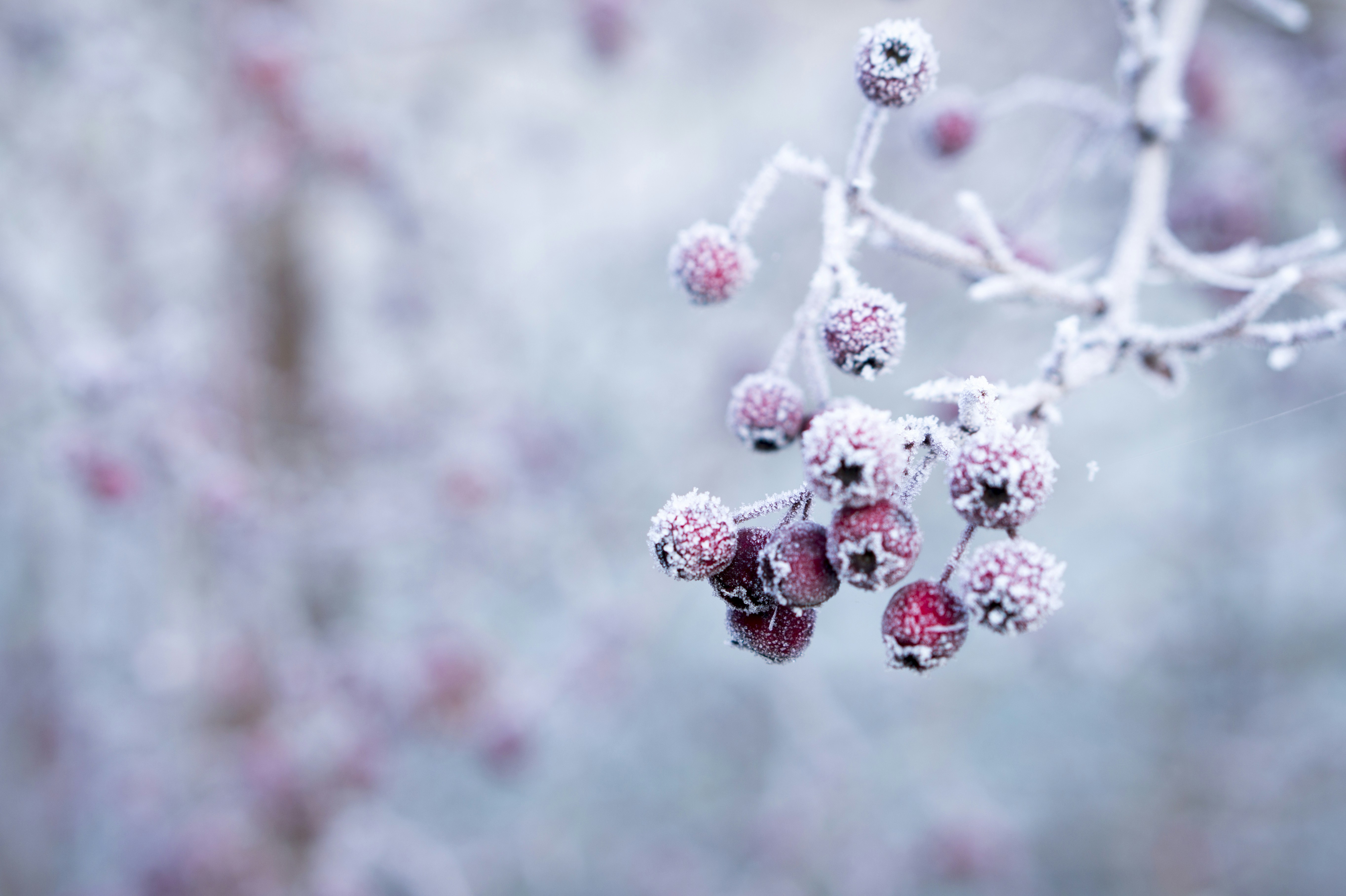 Frosted Red Berries on Branch