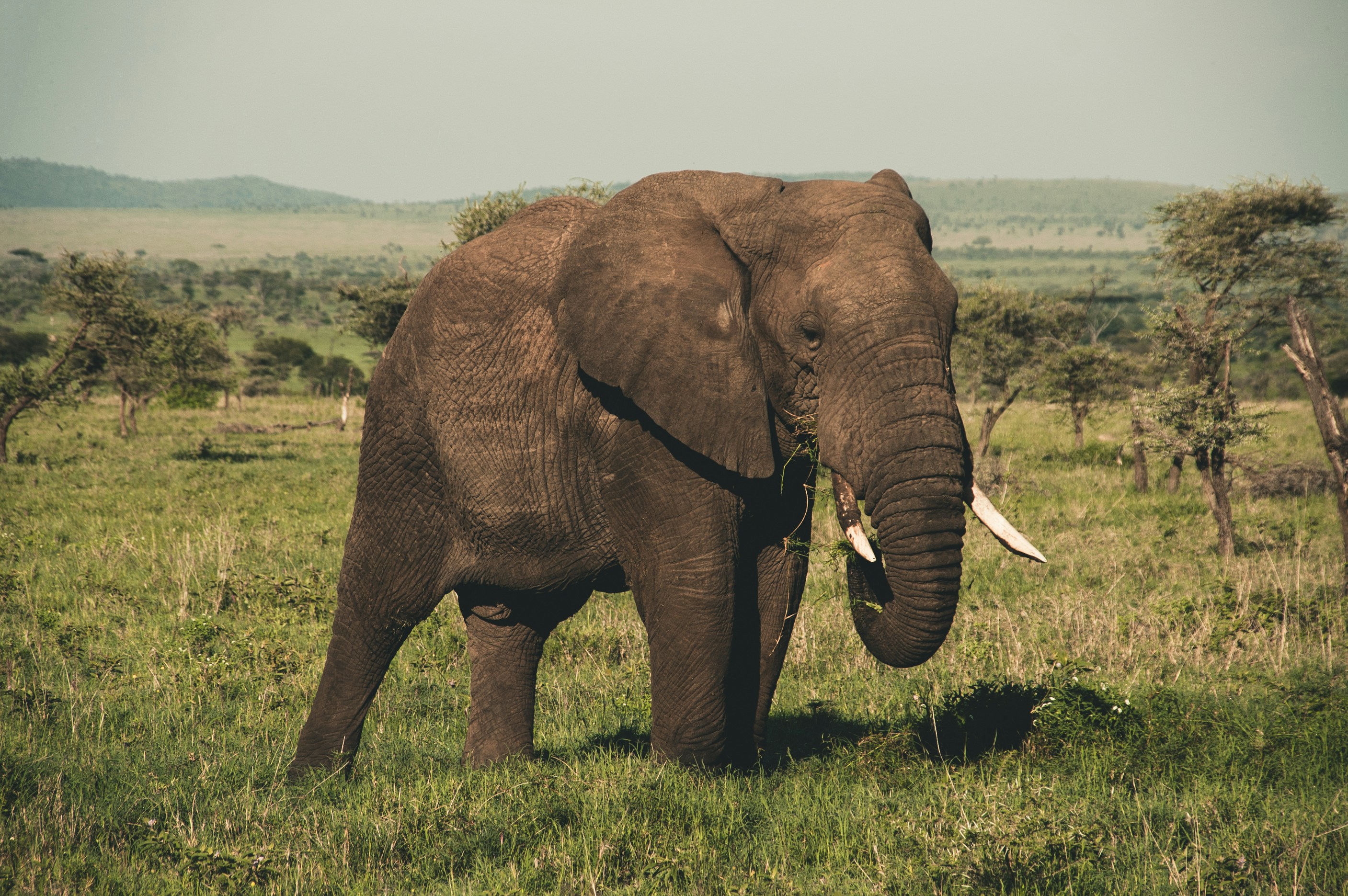 African Elephant on the Savanna