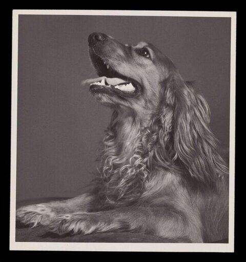 Studio Portrait of a Cocker Spaniel