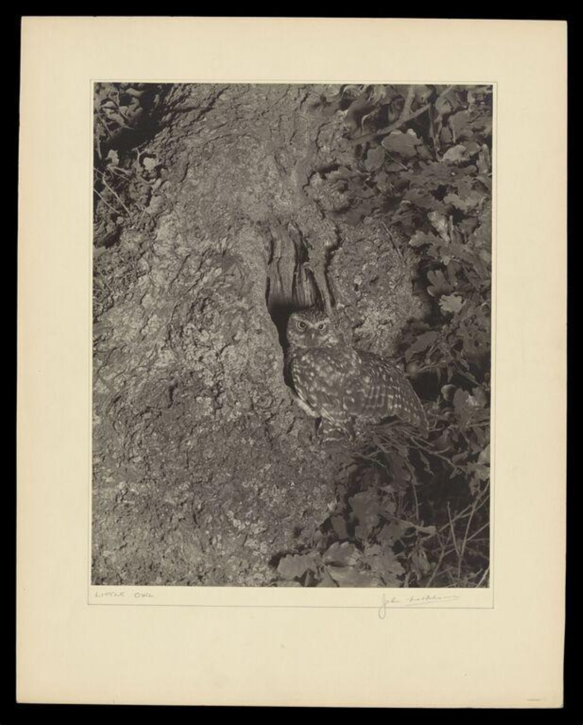 Little Owl at Tree Hollow