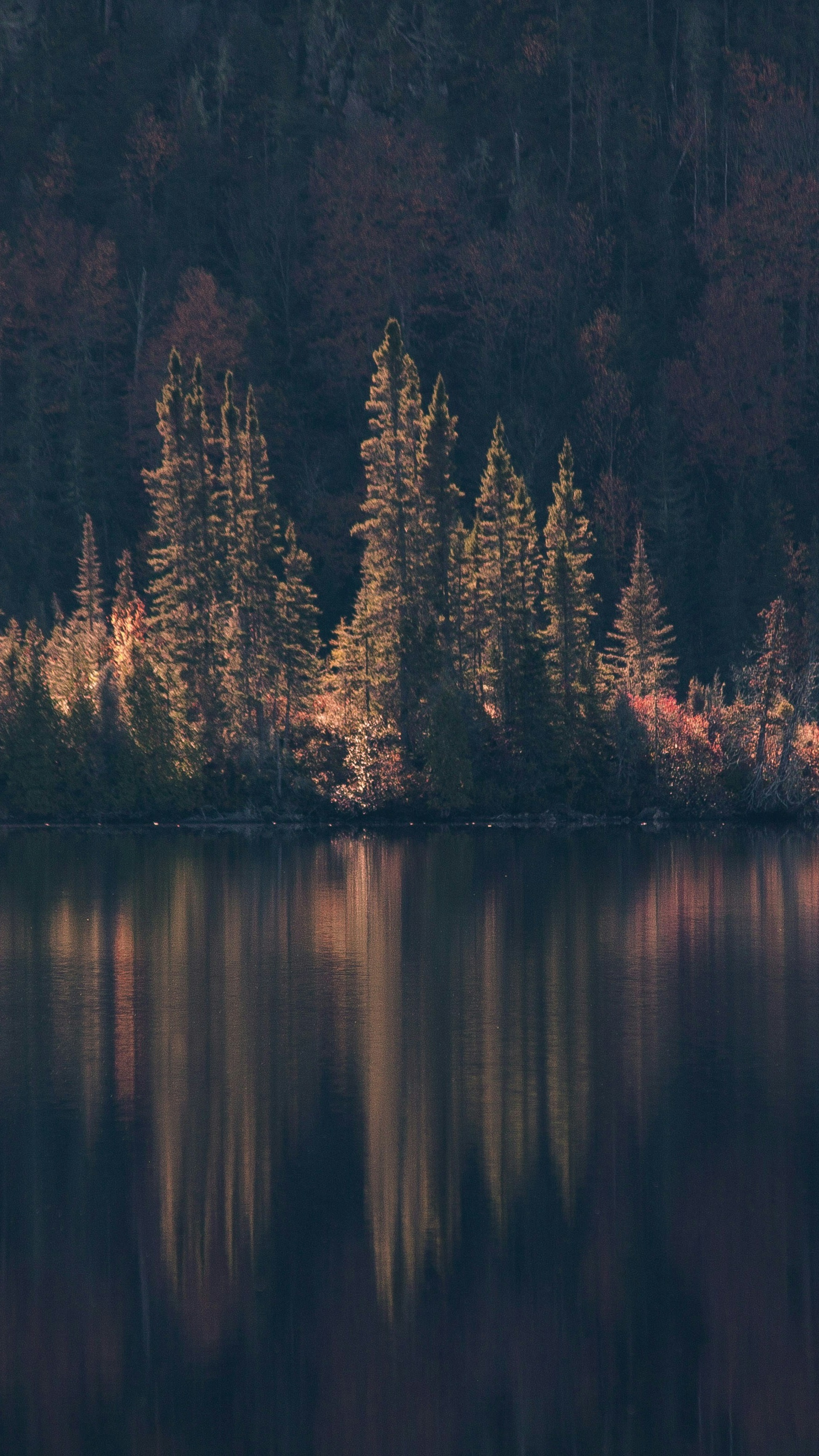 Sunlit Pine Trees by Calm Lake