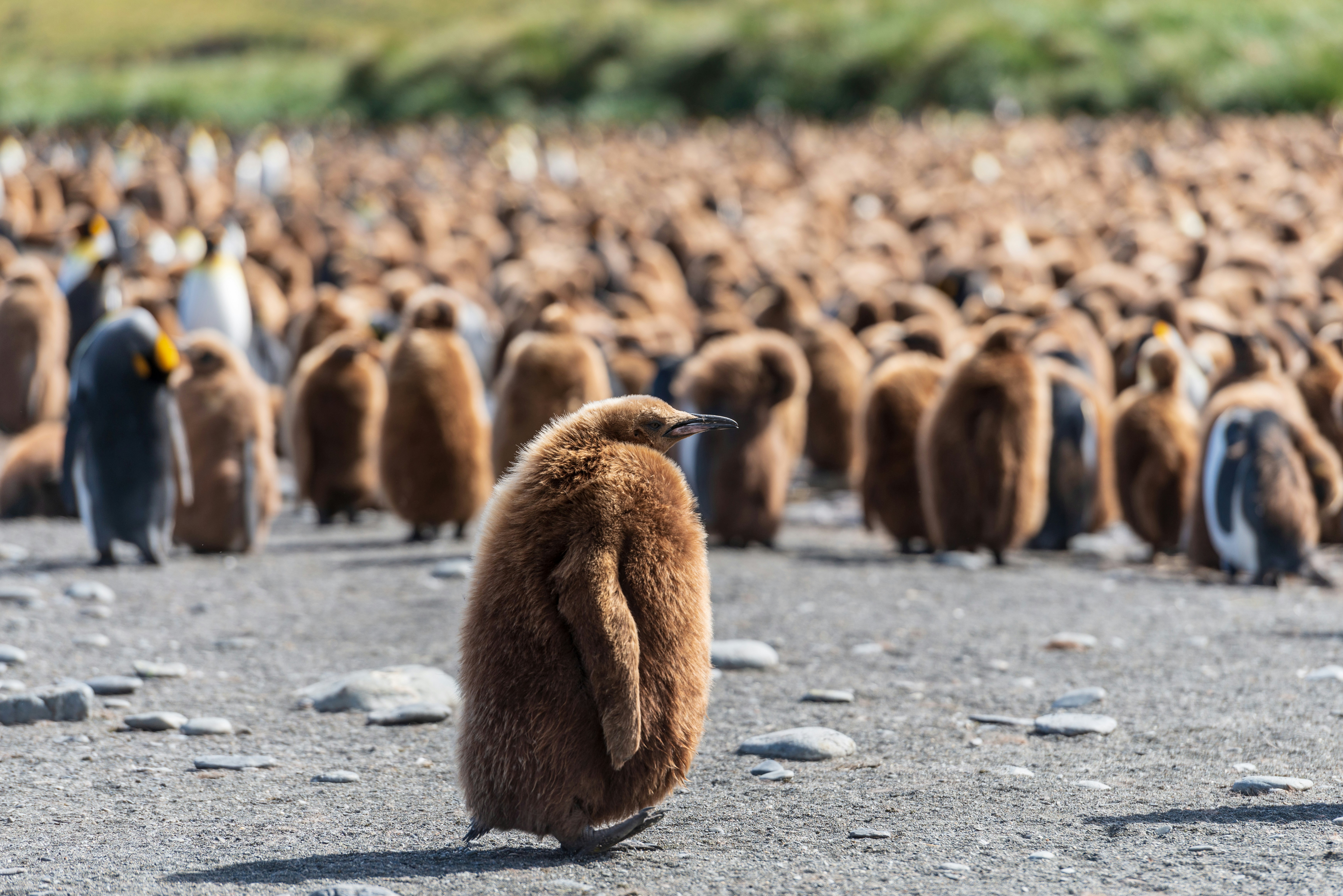 Fluffy Penguin Chick in Penguin Colony