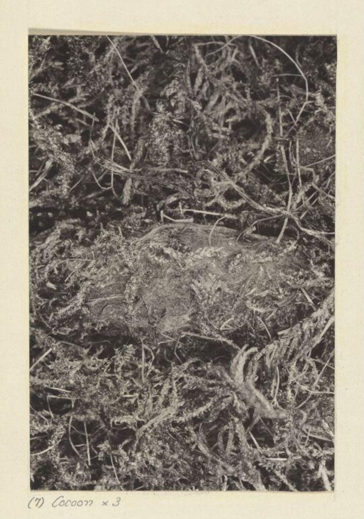 Magnified Insect Cocoon in Moss