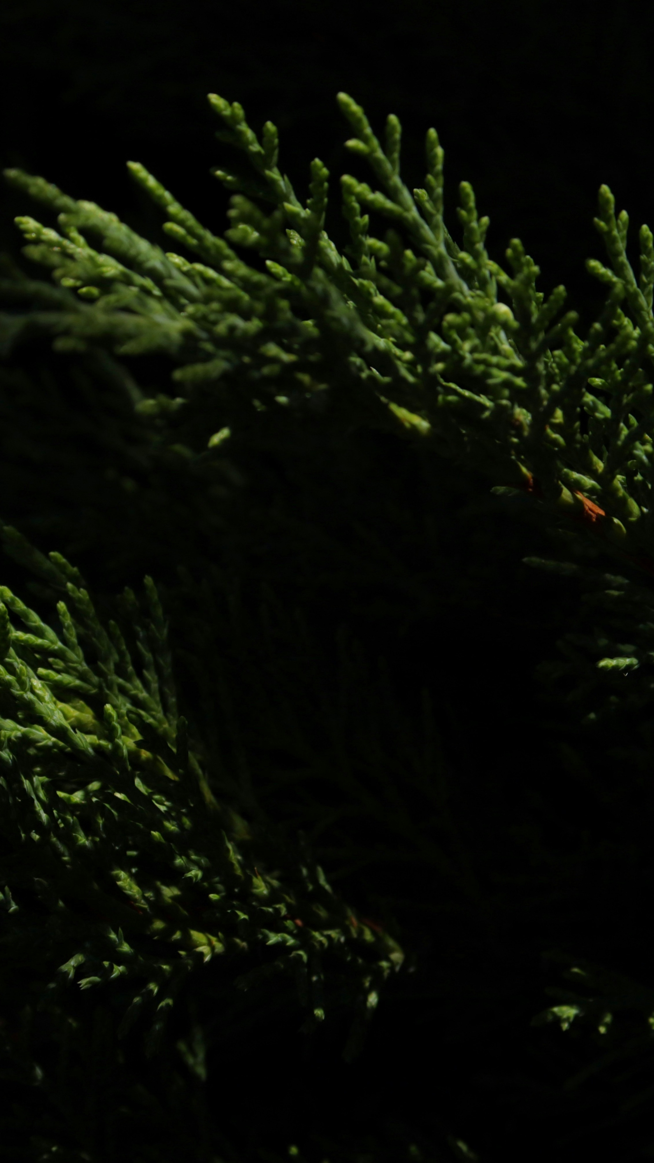 Illuminated Evergreen Branches at Night