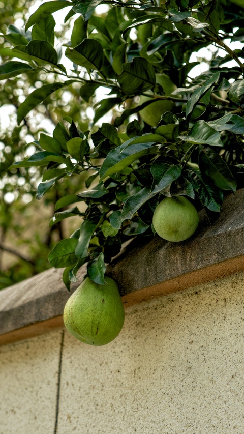 Green Pomelos by Garden Wall