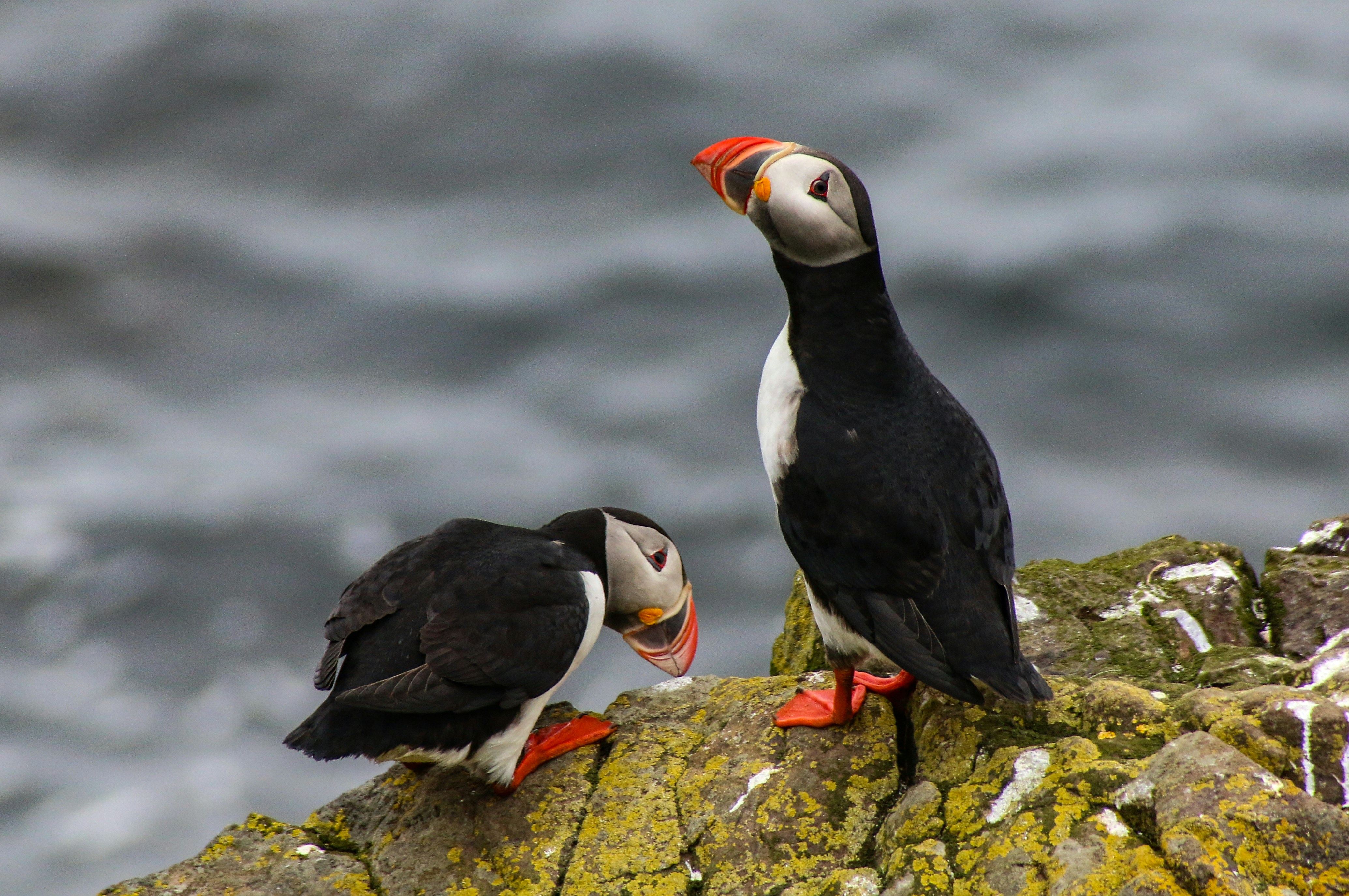 Two Puffins on Coastal Rock