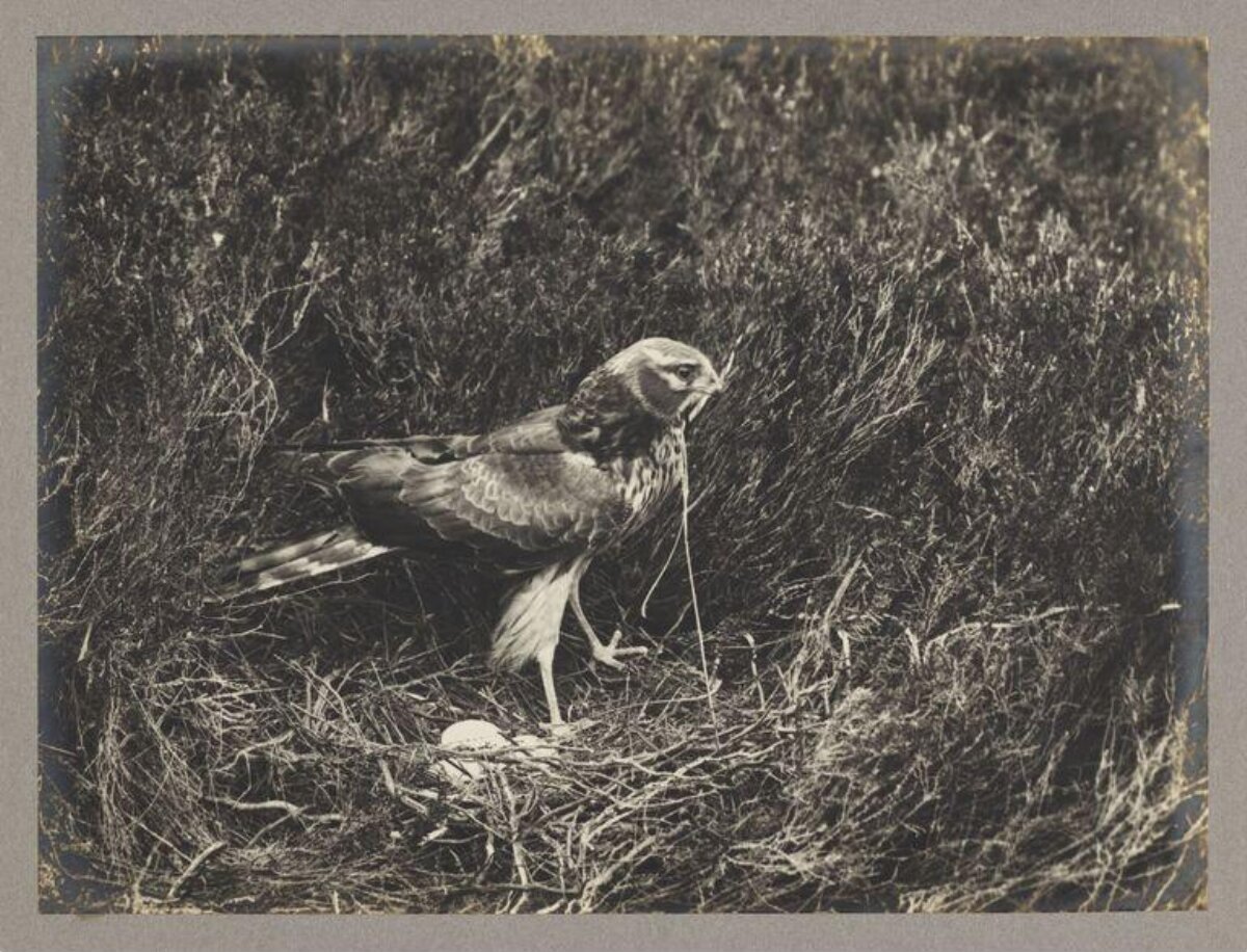 Raptor at Nest with Eggs