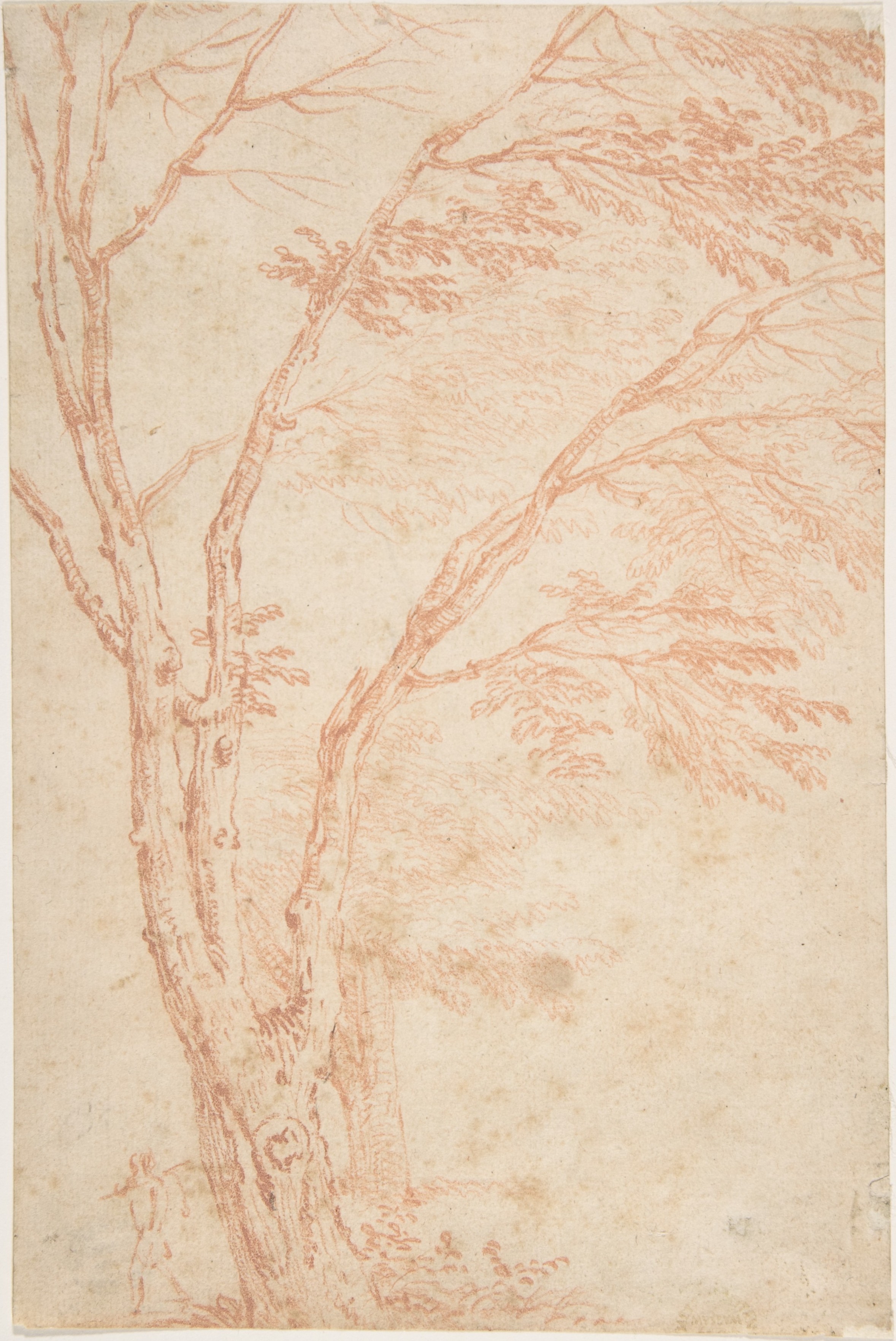 Red Chalk Sketch of Large Tree