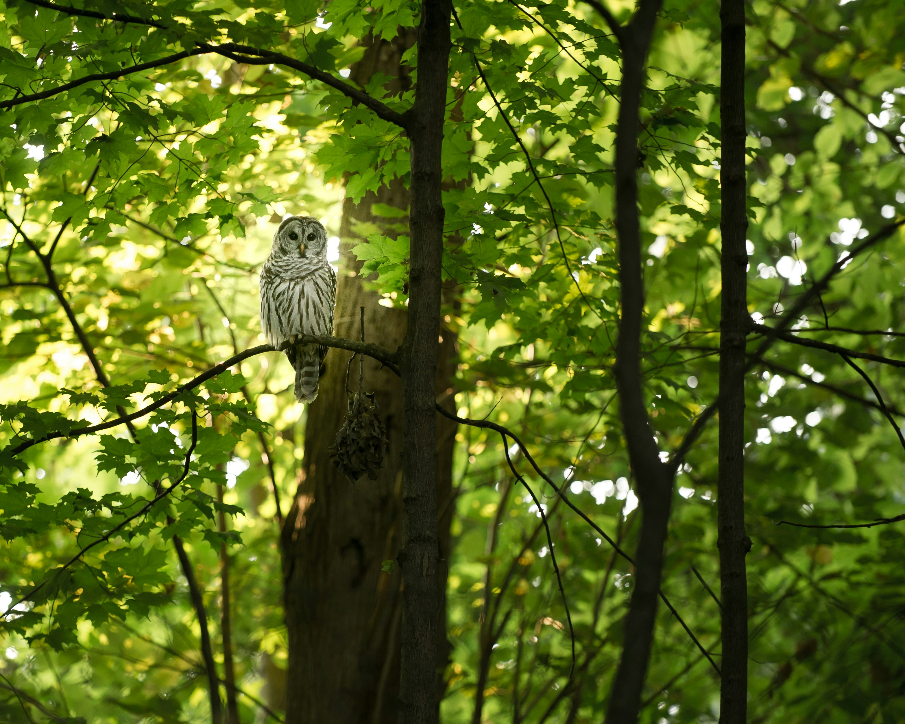 Barred Owl Perched In Forest
