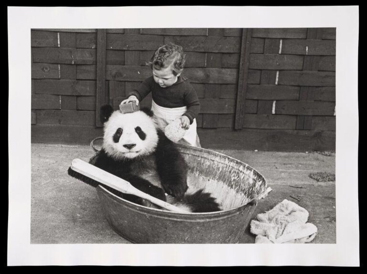 Toddler Bathing a Giant Panda