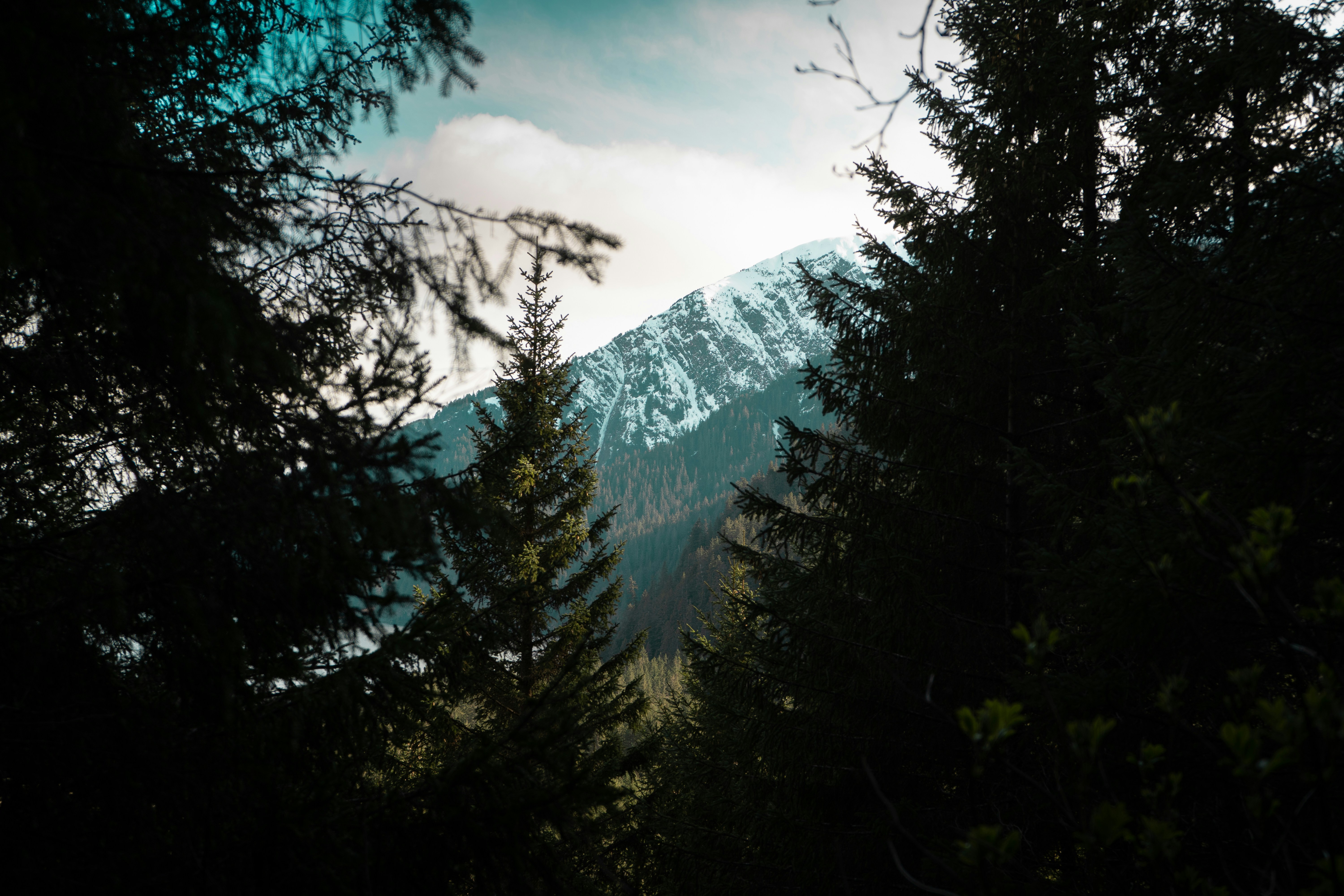 Snow-capped Mountain Through Pine Forest