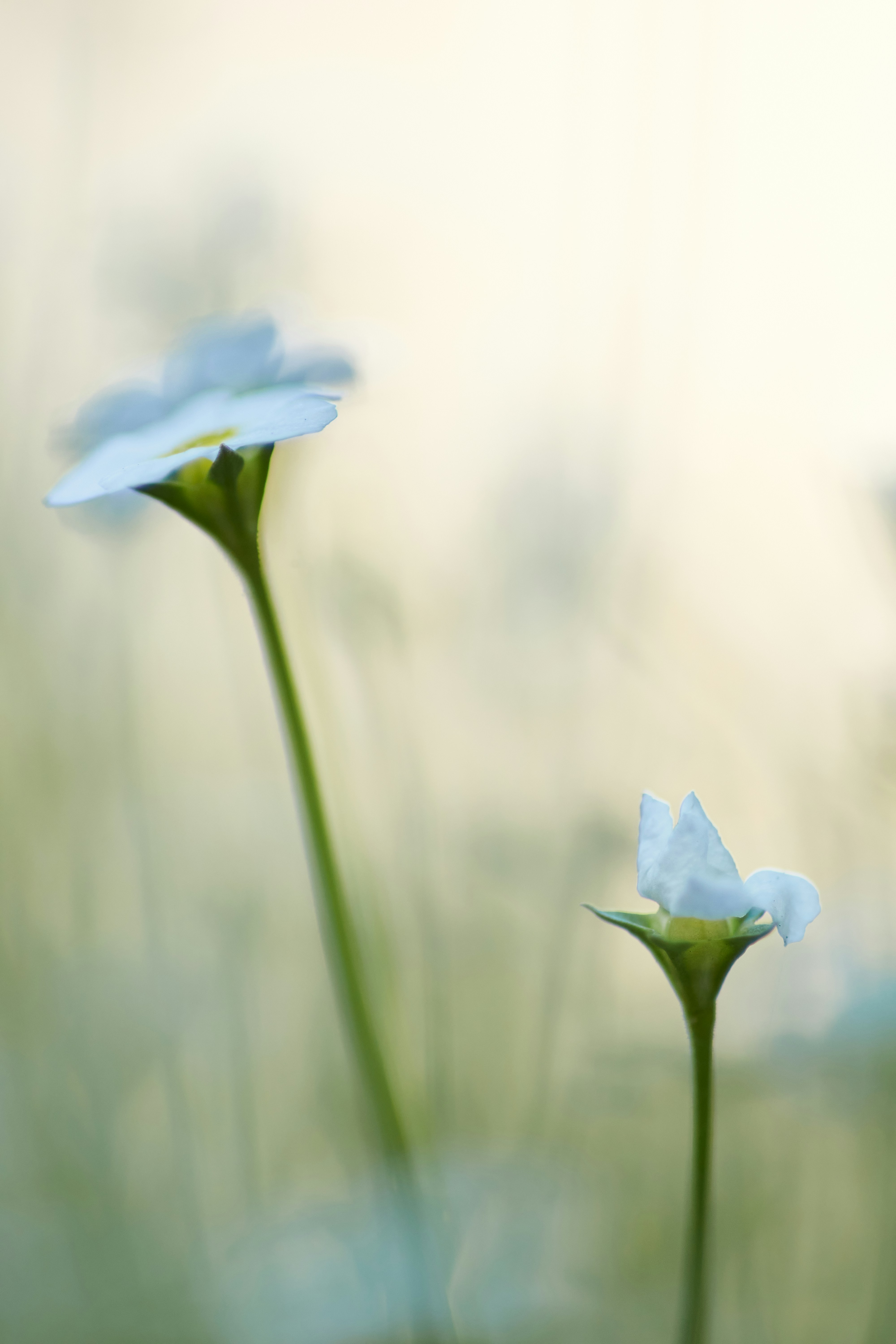 Two White Wildflowers Close-up
