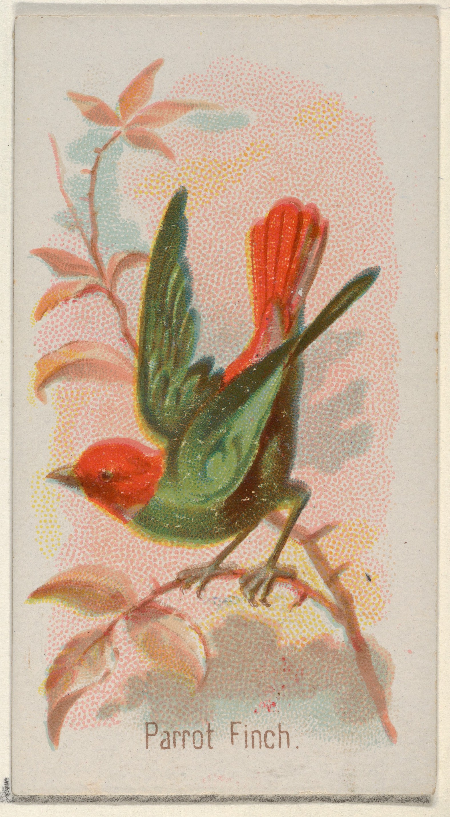 Vintage Parrot Finch Illustration