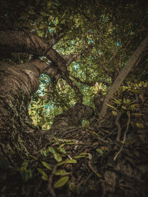 Low Angle View of Tree Canopy