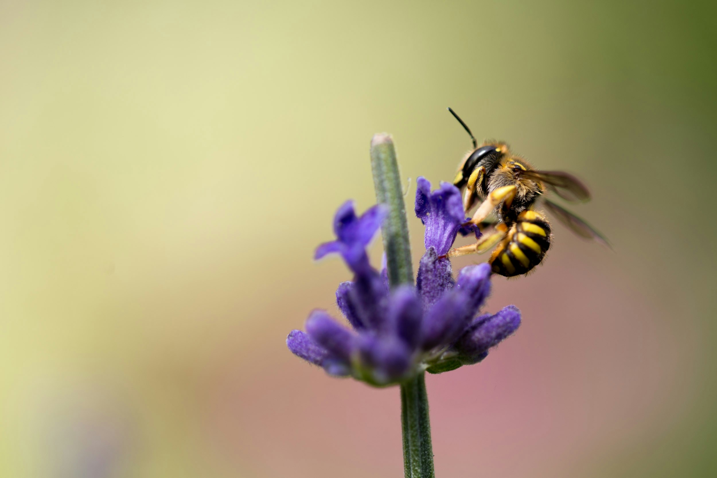 Bee Collecting Nectar on Lavender