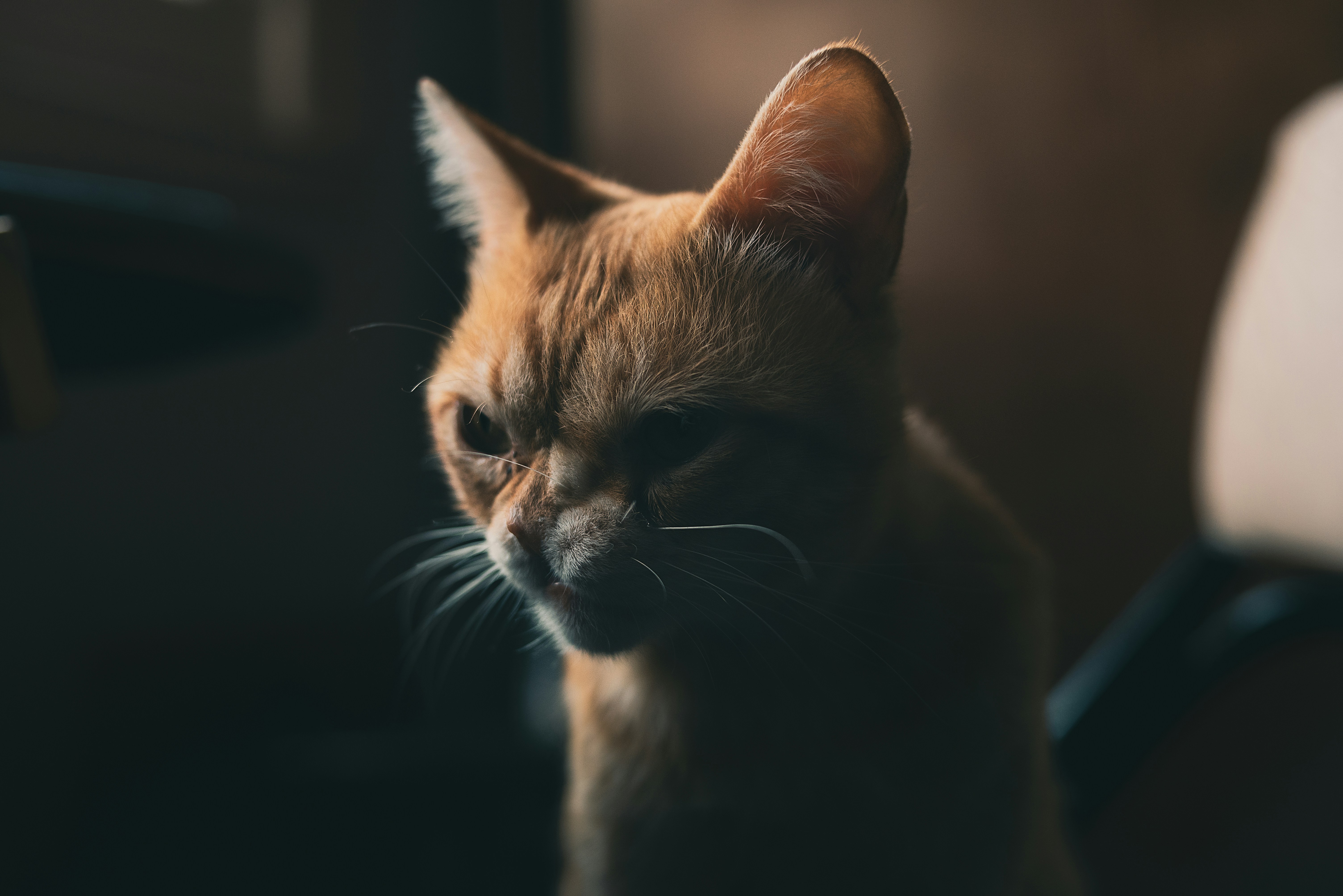 Ginger Cat in Dim Light