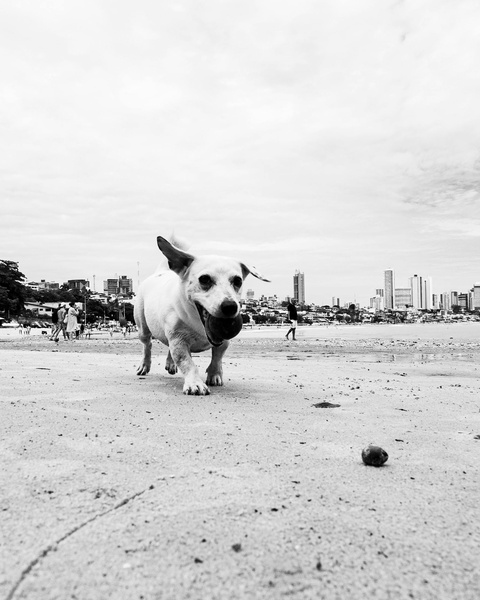 Image 1407684 — Pets