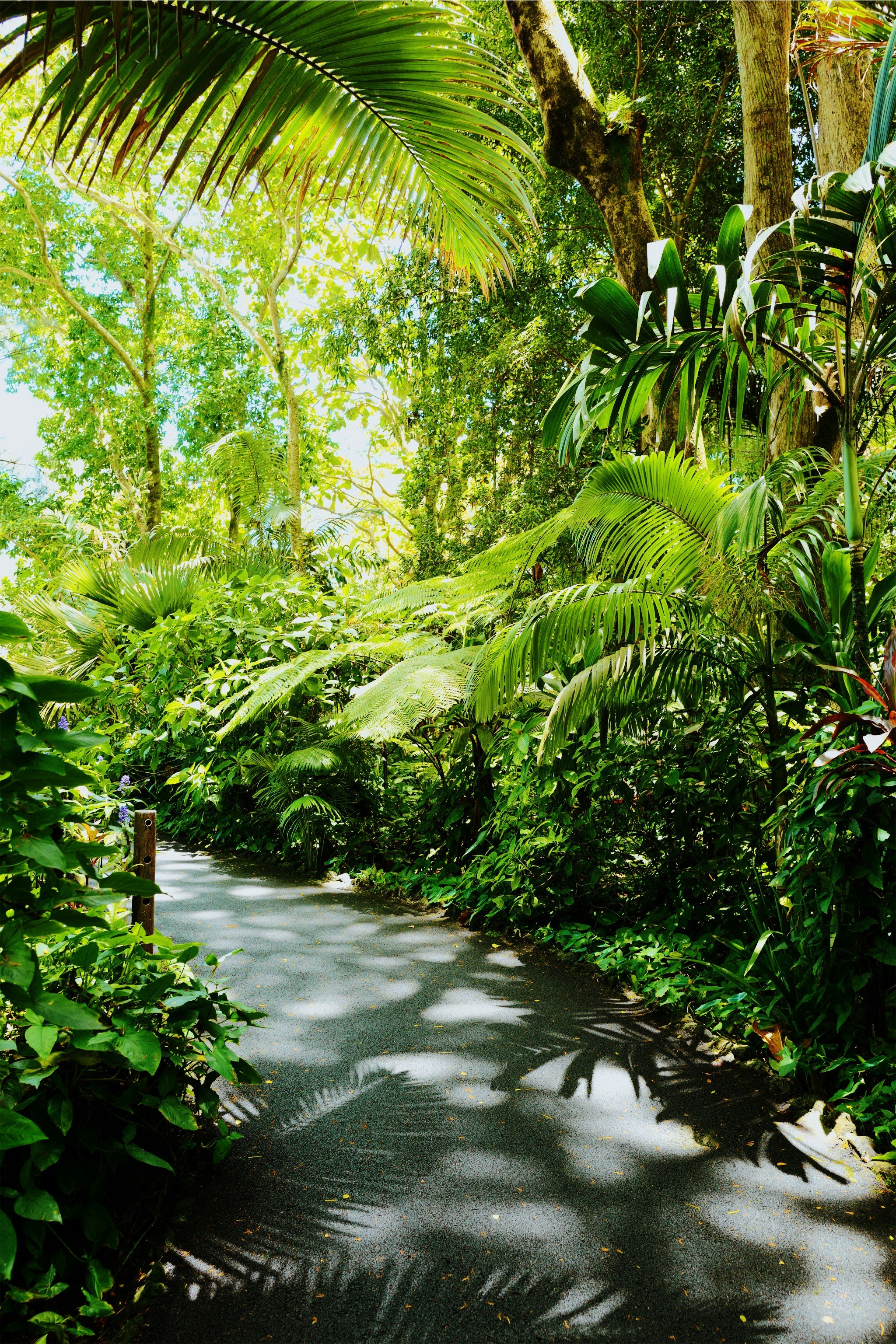 Tropical Forest Walking Path