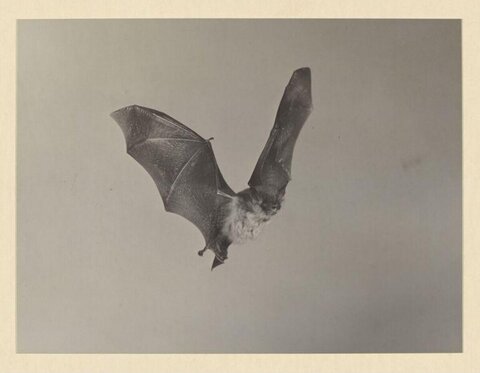 Old Monochrome Photo of Flying Bat