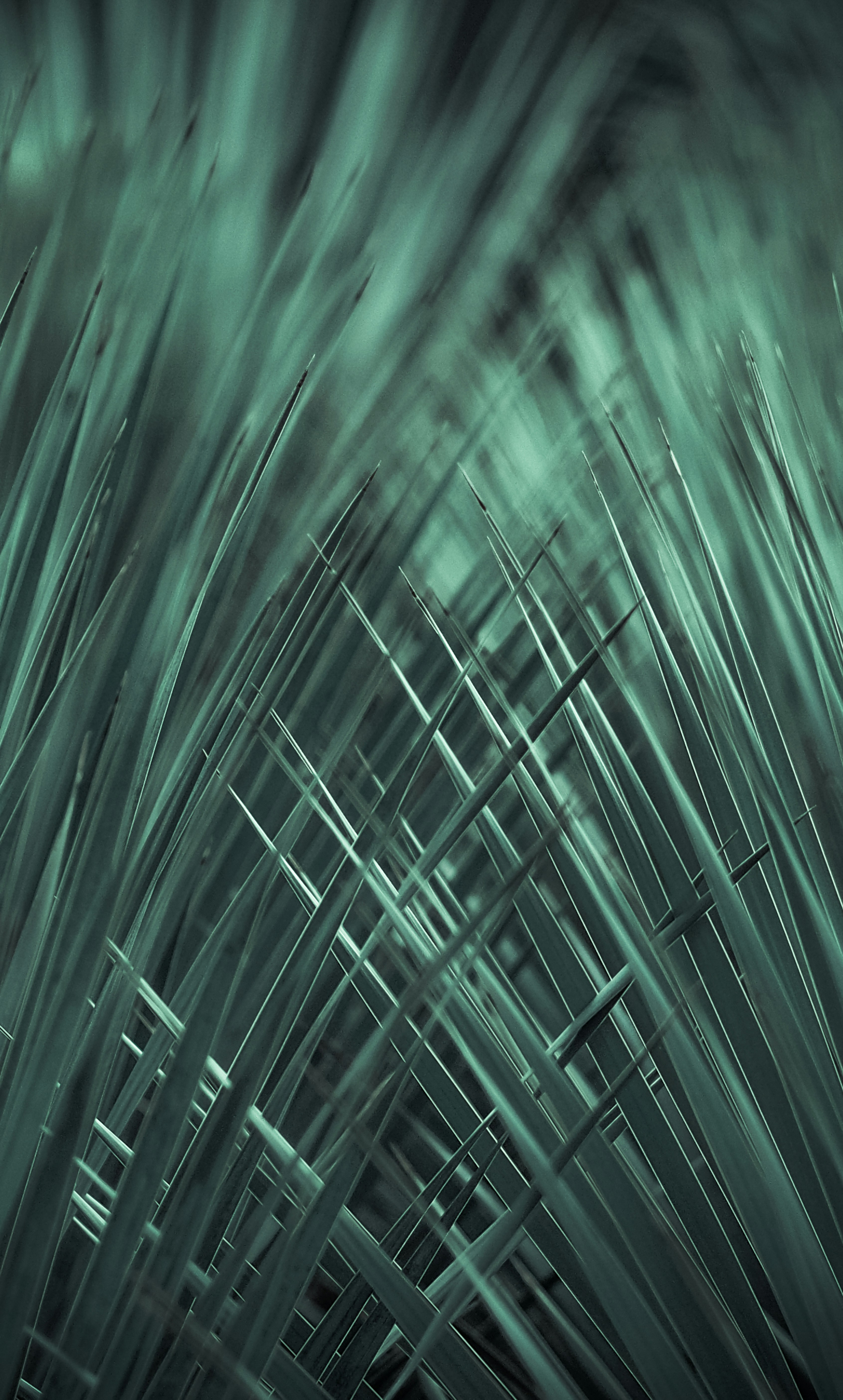 Close-up of Intersecting Grass Blades